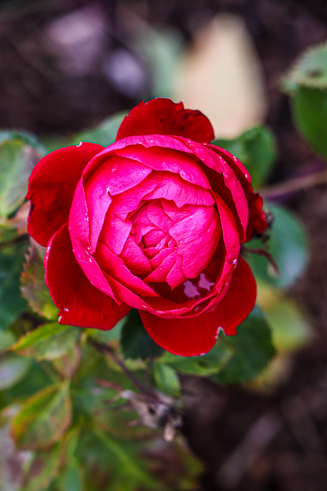 A Rose at RiverBend