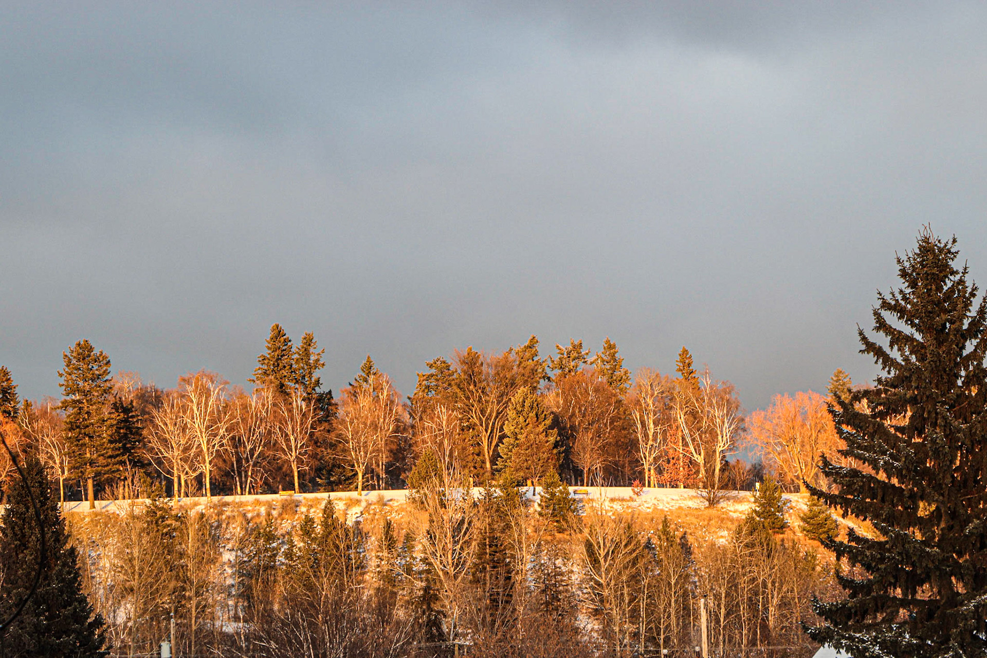 Catching the late afternoon sun.