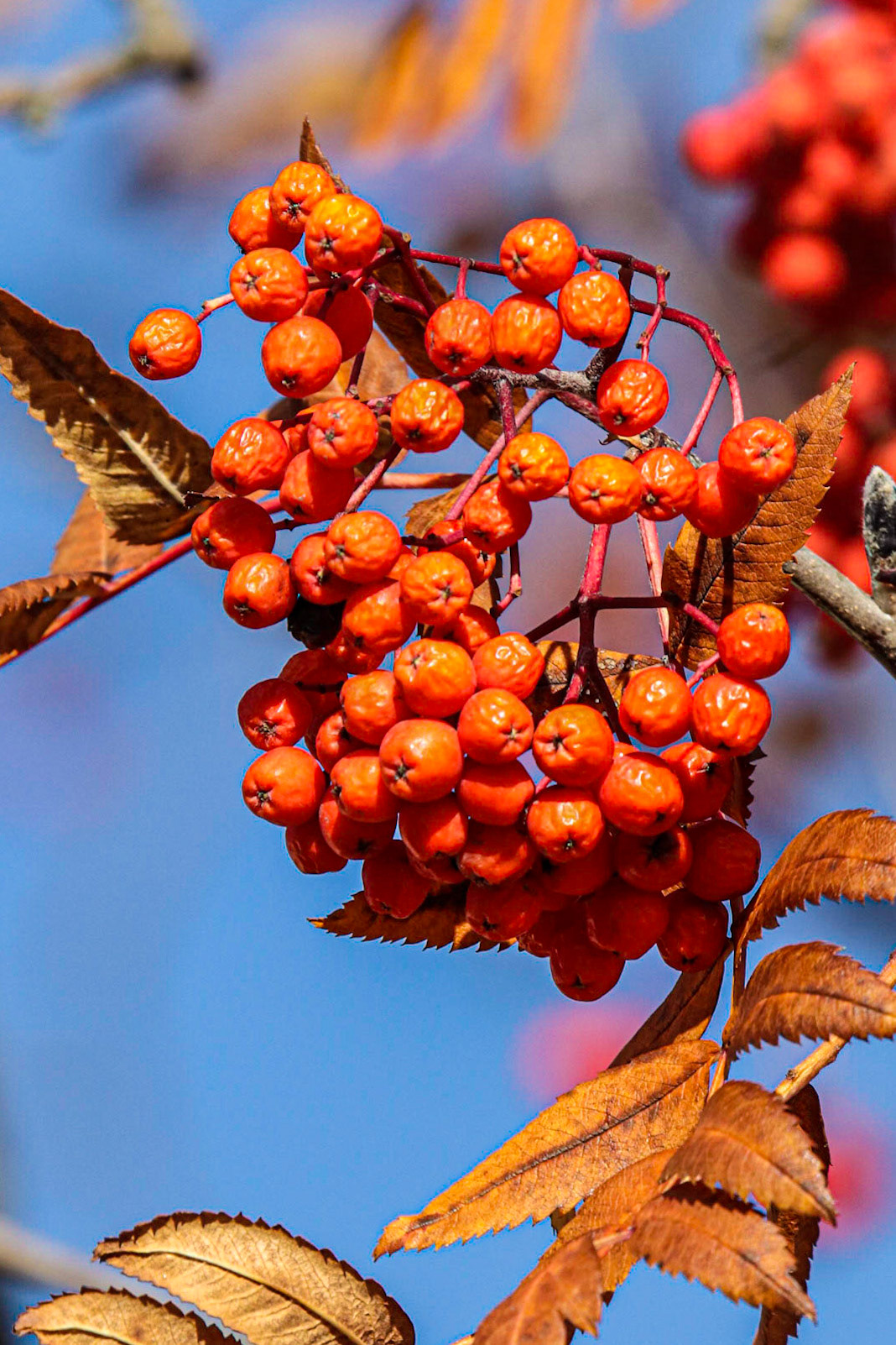 Mountain Ash in October
