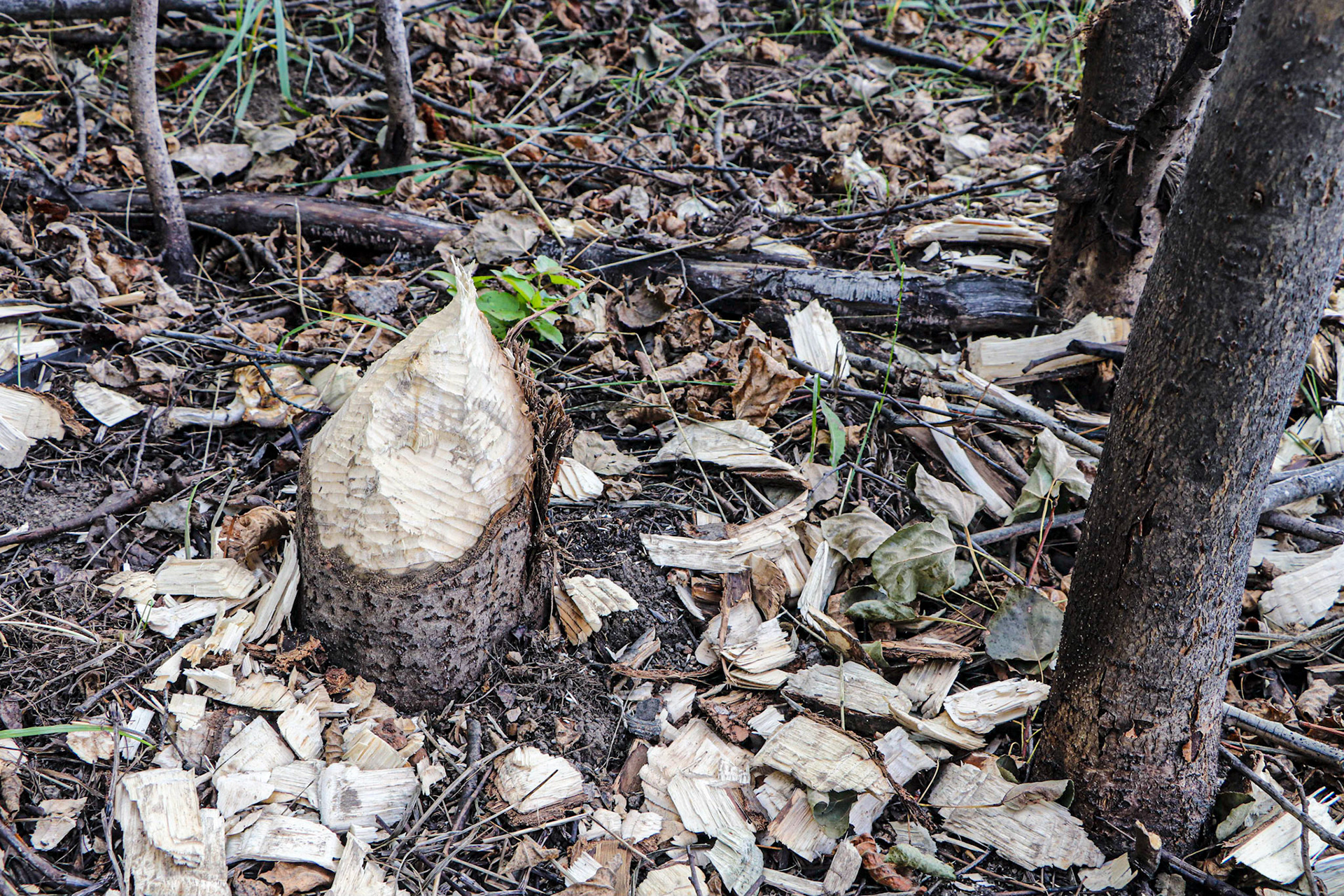 The Beaver have been here!
