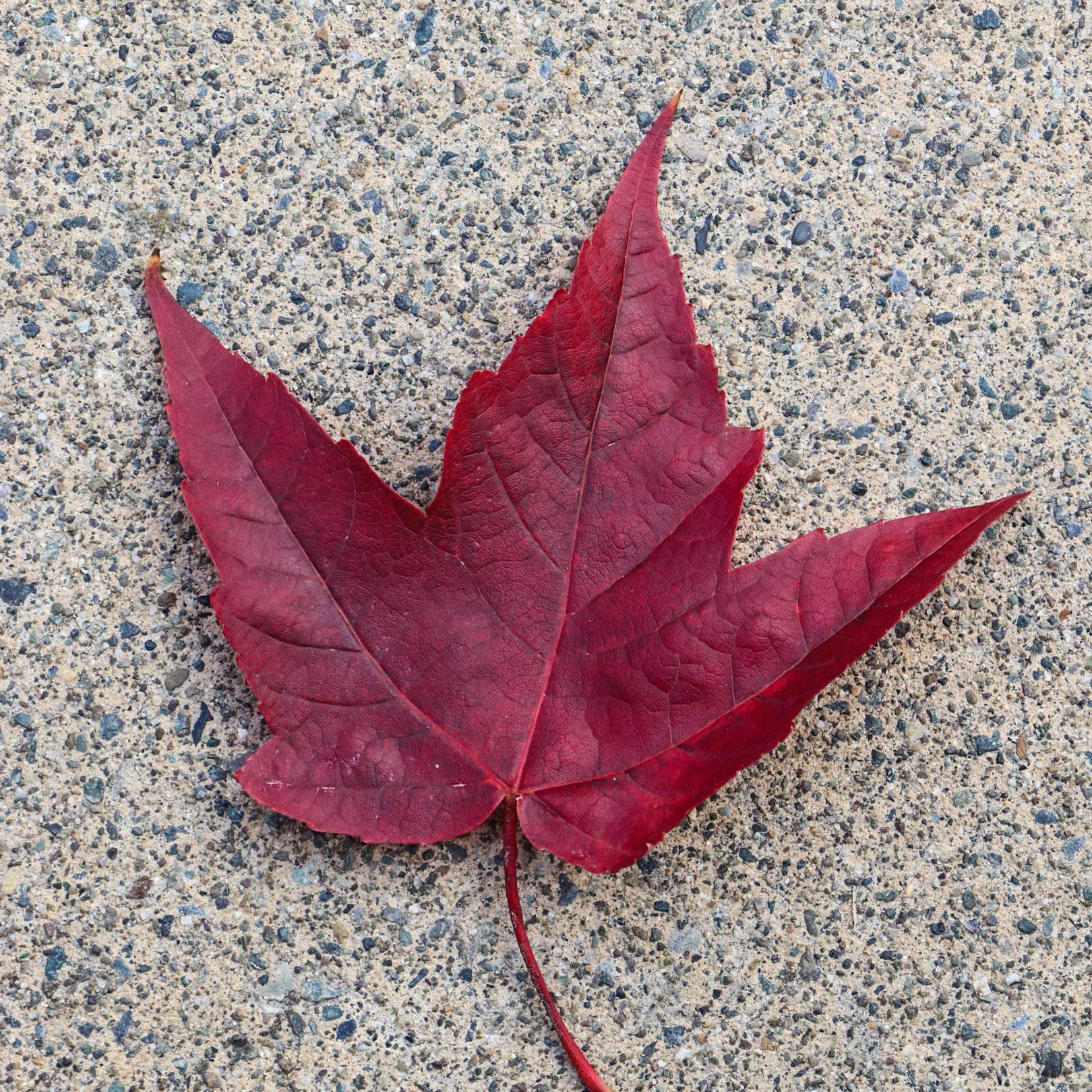 Maple leaves on the pavement.