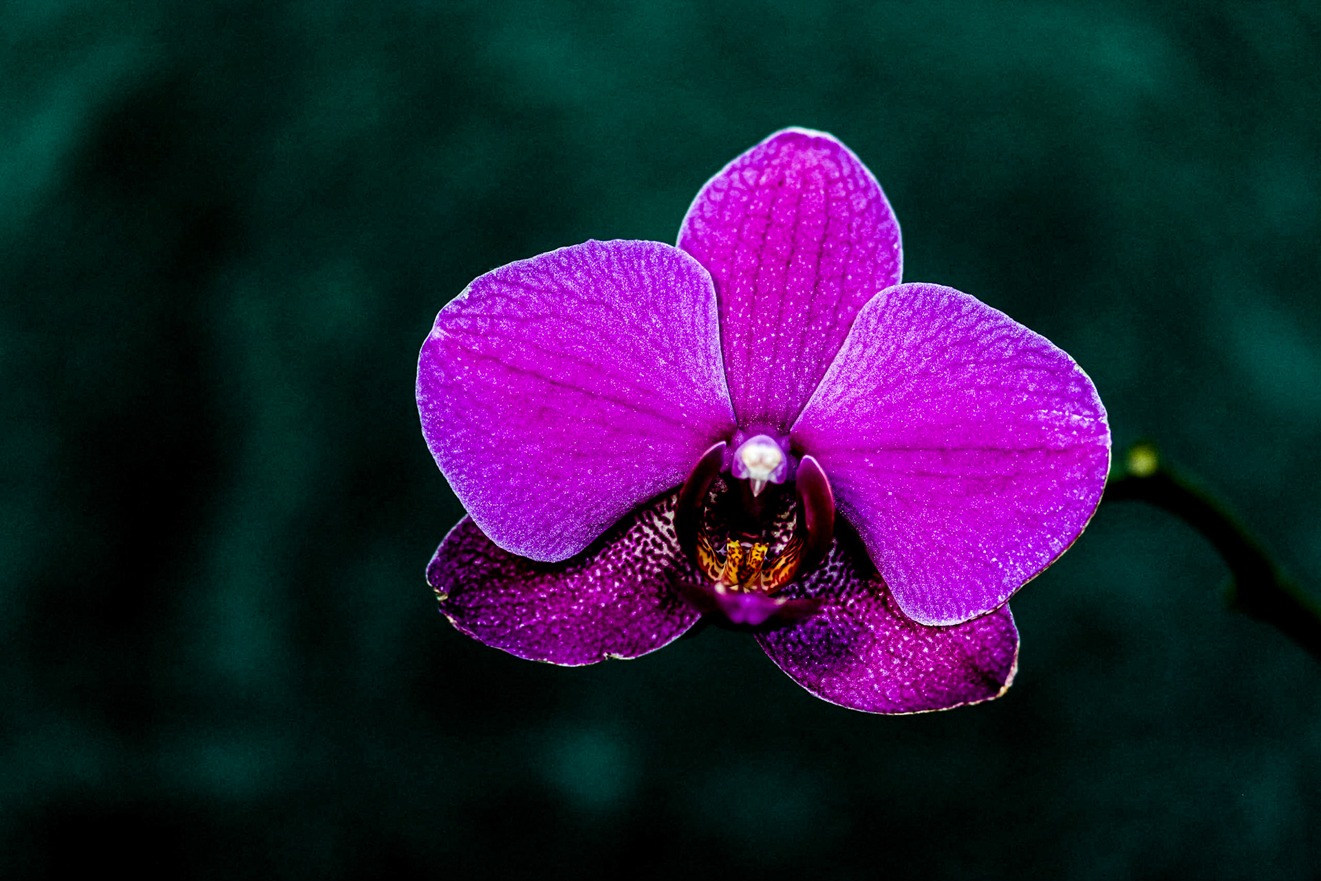 Purple Orchid