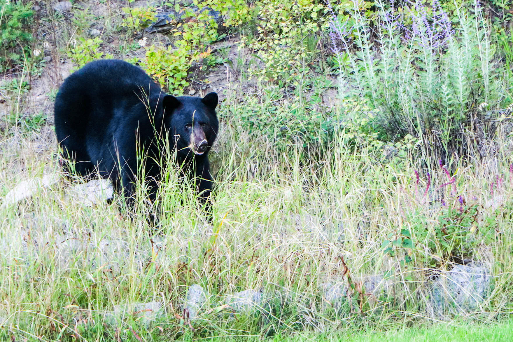 A Bear coming down the hill.