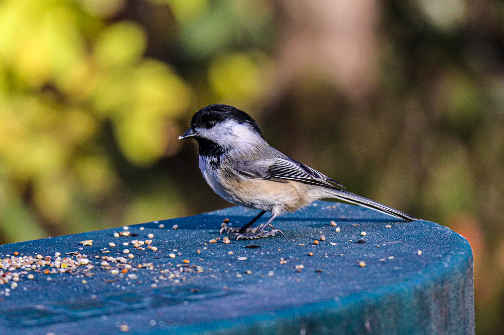 Someone left seed on this lid.