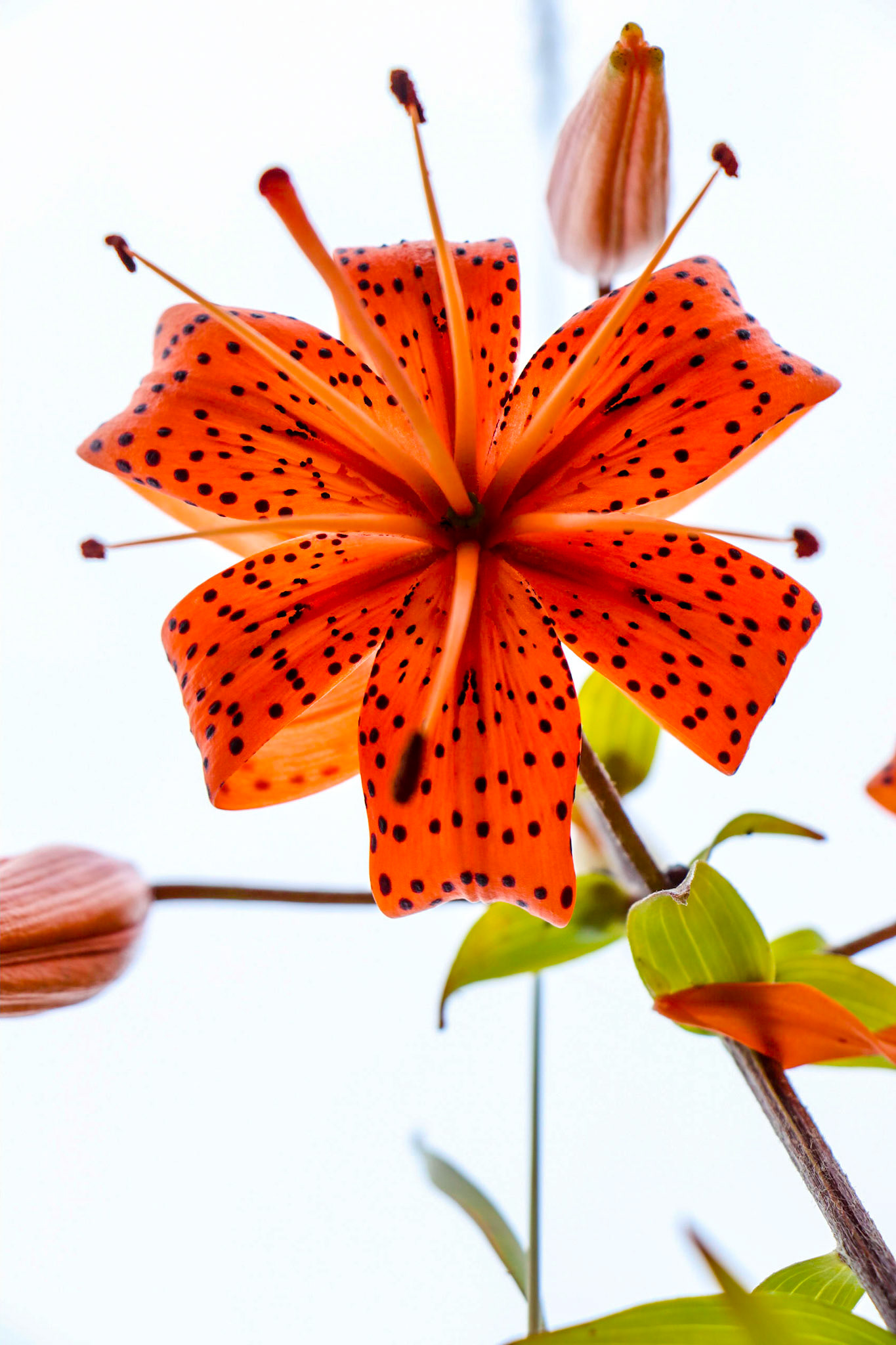 Tiger Lily with Replacements Coming