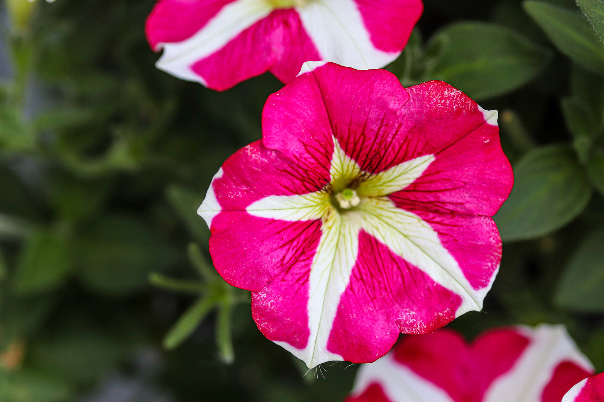 My Canada Day Petunia is now into October.
