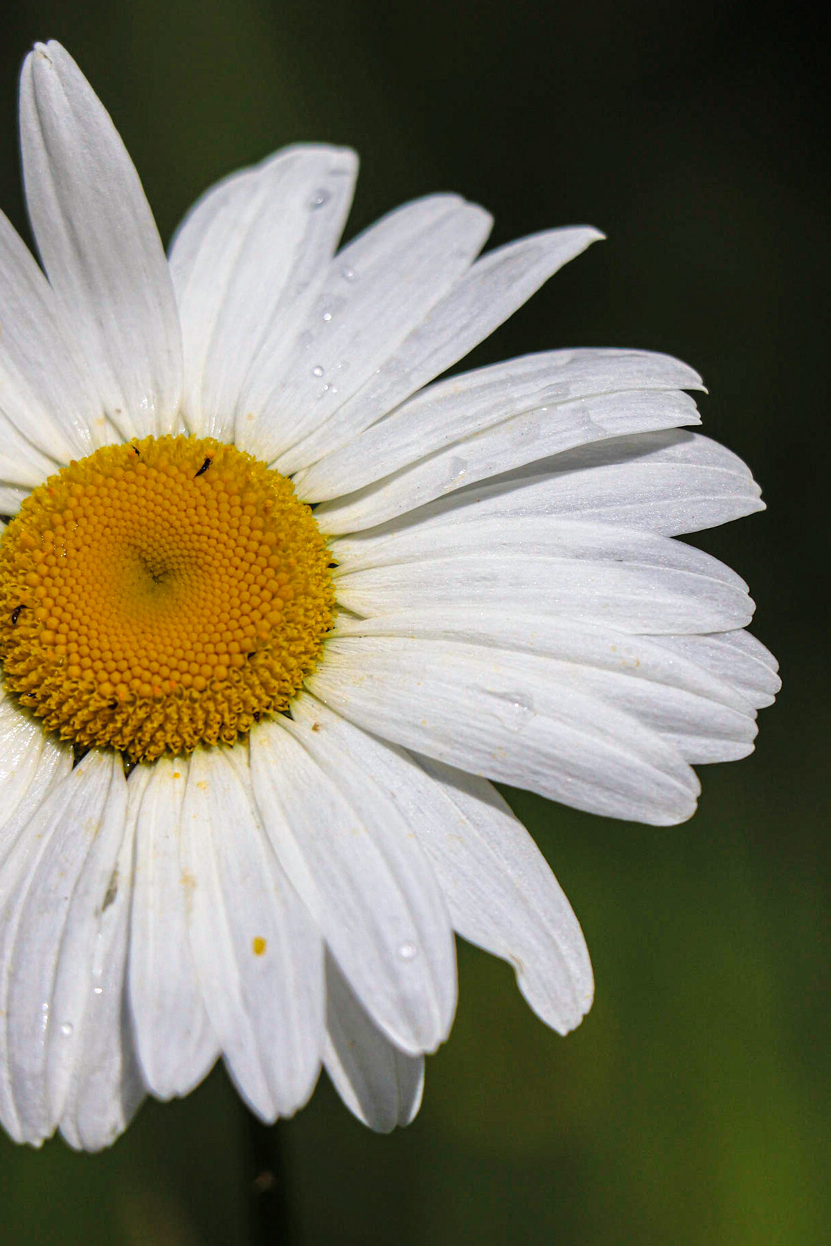 A Daisy with visitors.