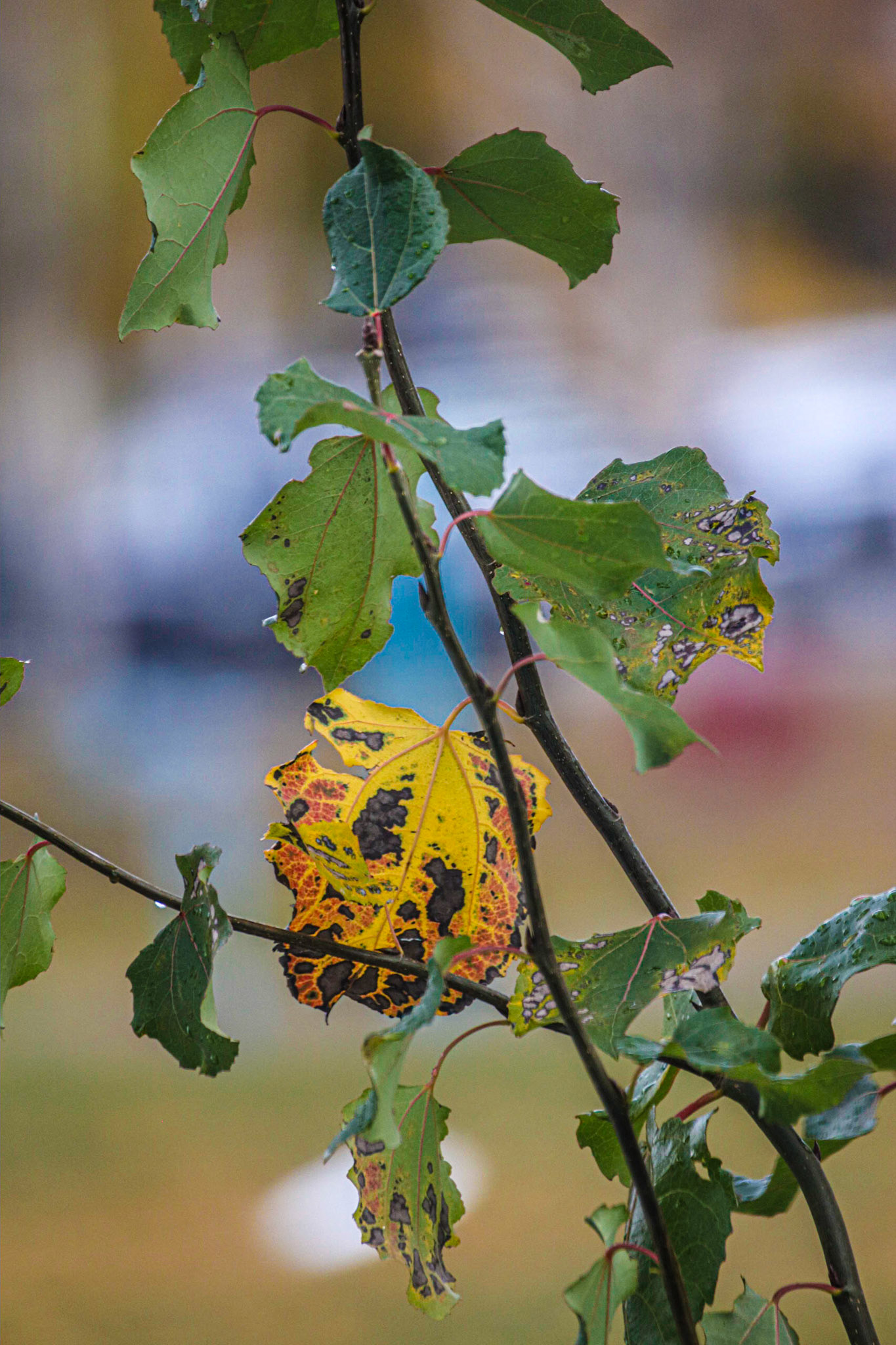 Early October leaf damage.