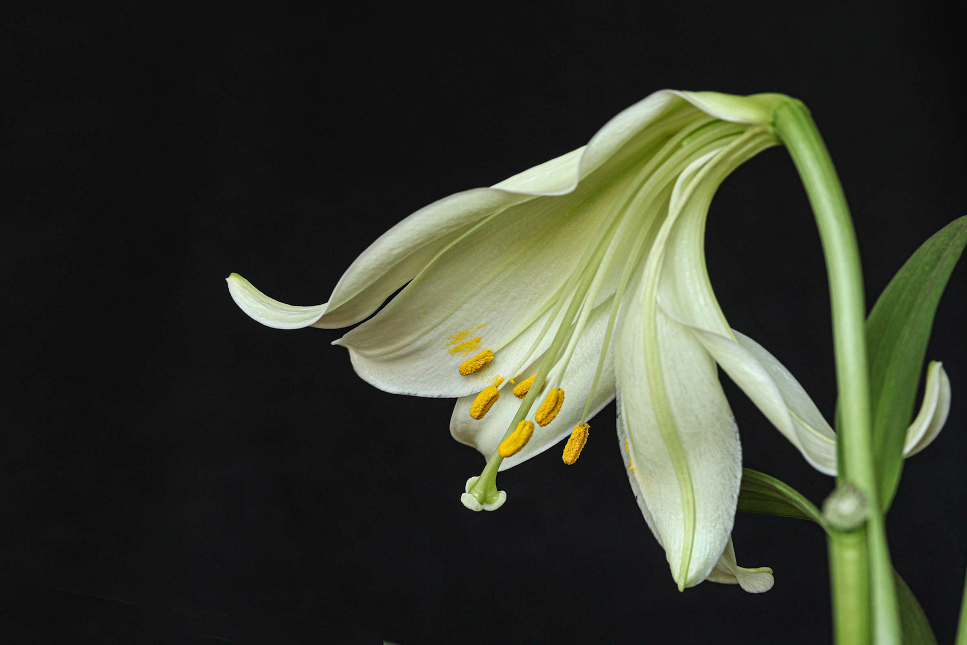 White Lily with Natural Split fFower