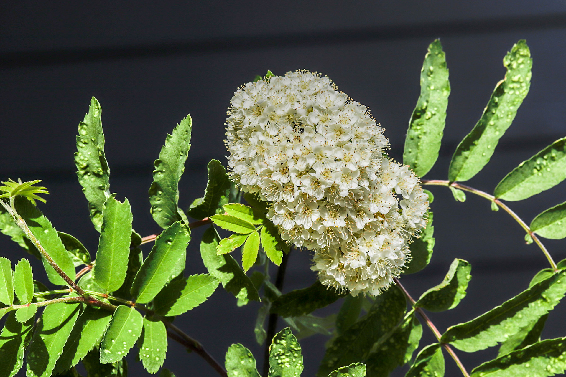 Mountain Ash with diseased leaves.
