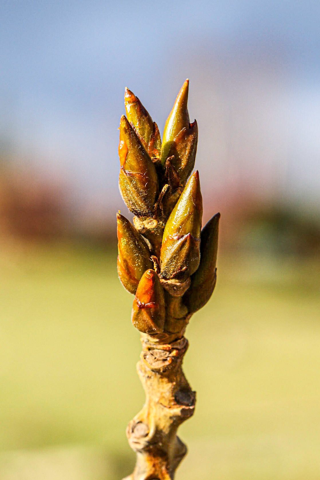 Buds on a cottowood.