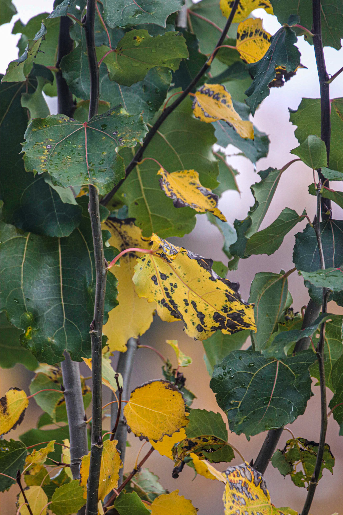 Even the yellowed leaves are attacked.