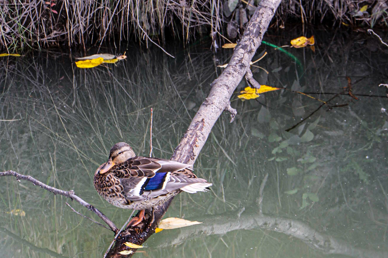 A Mallard Hen Showing some Colour
