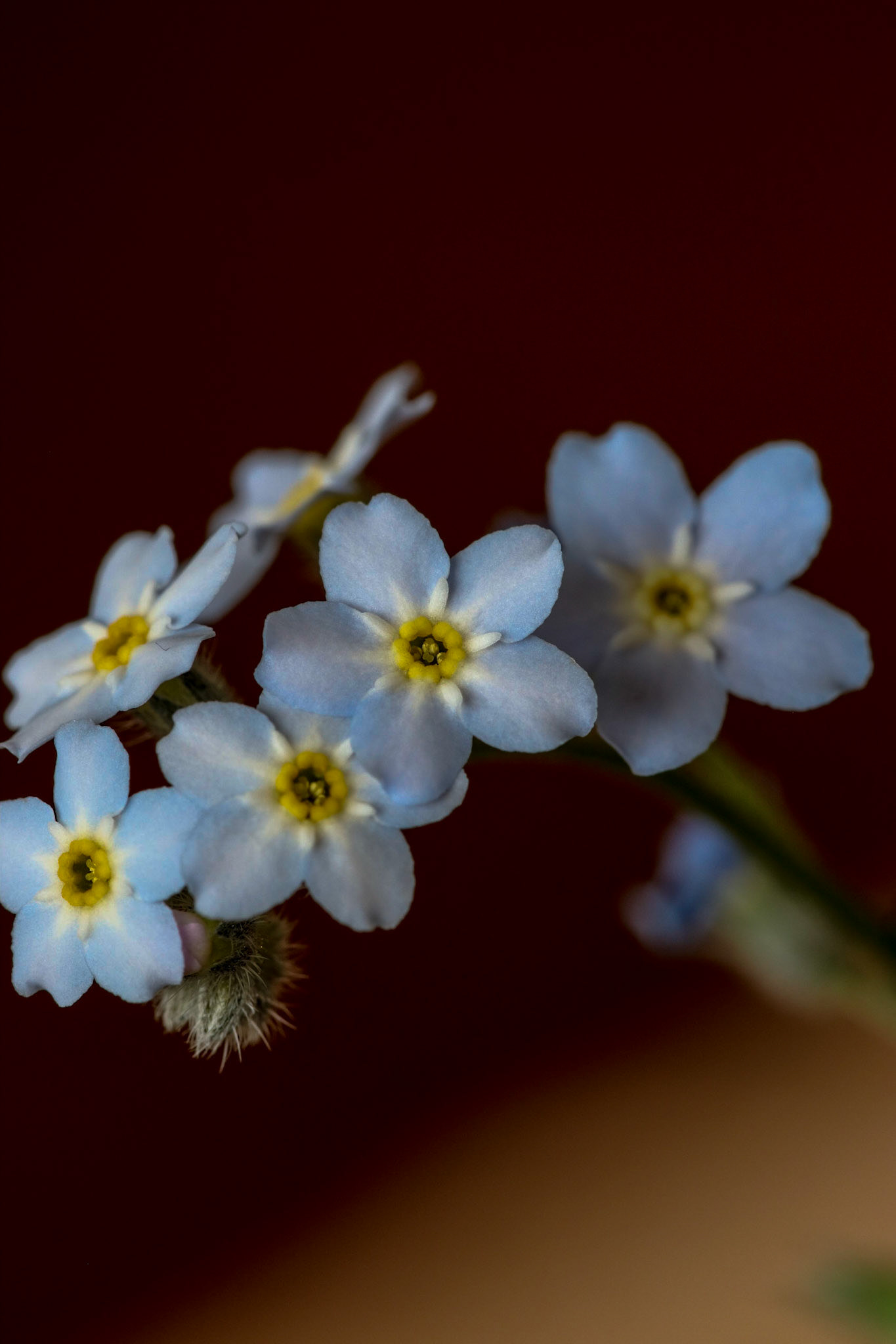Forget-Me-Not