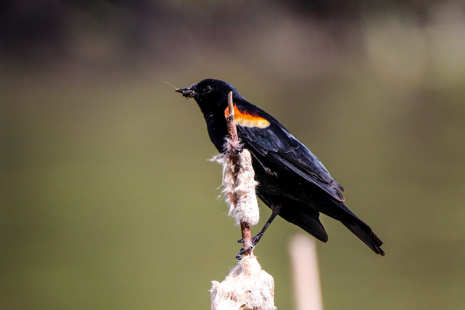 He came back for more.