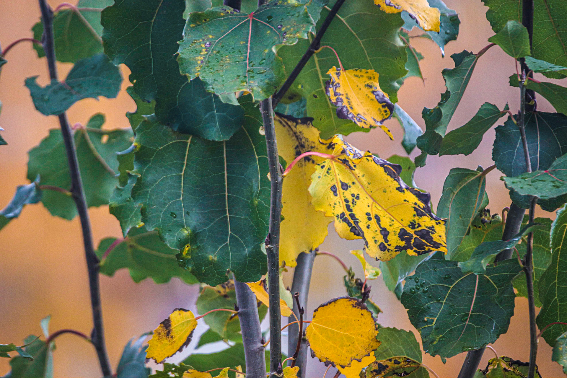 Lombardy leaves are prone to disease and insects.