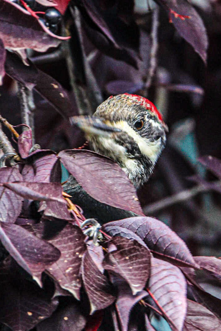 He doesn't want to be seen.