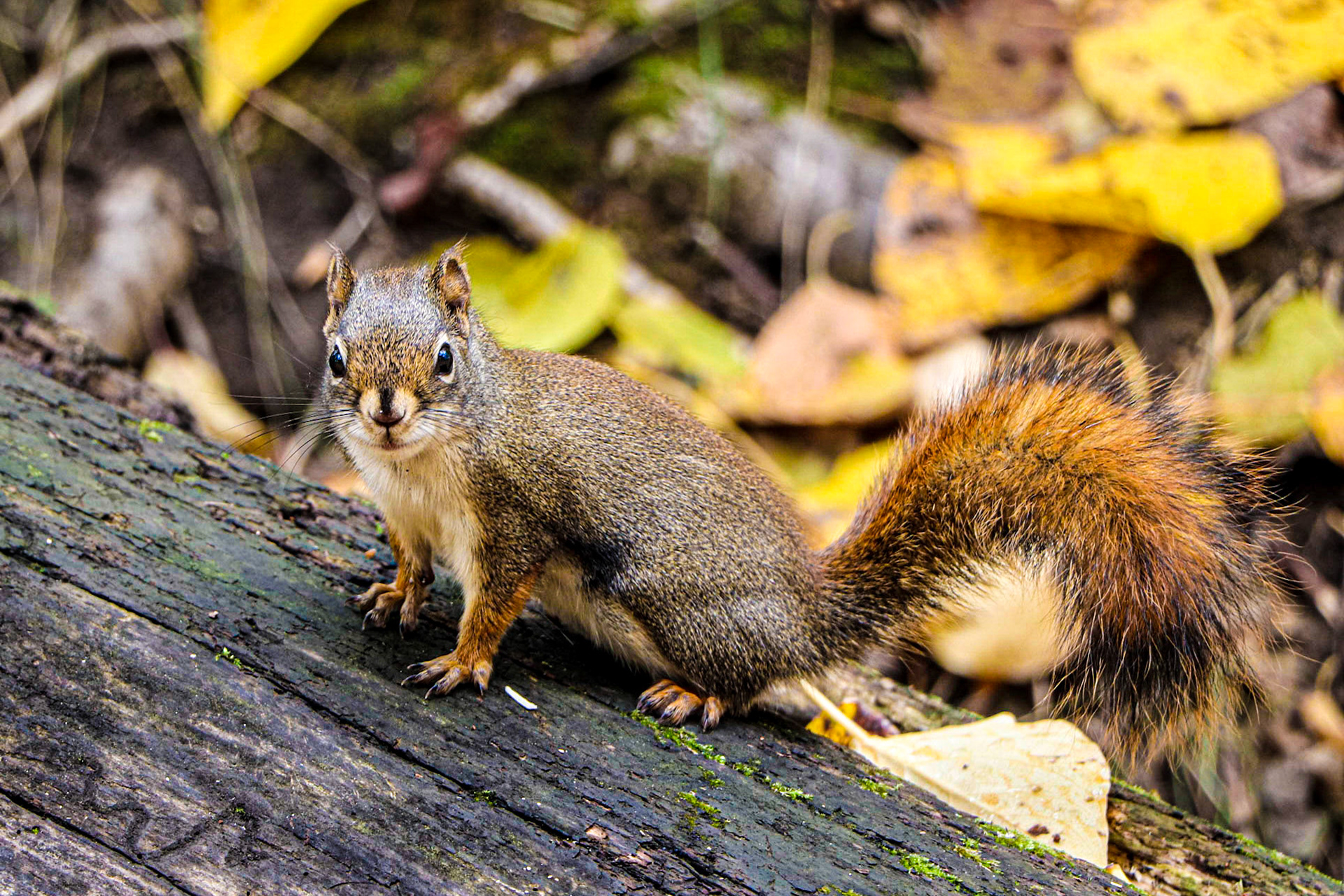 Did you say something?