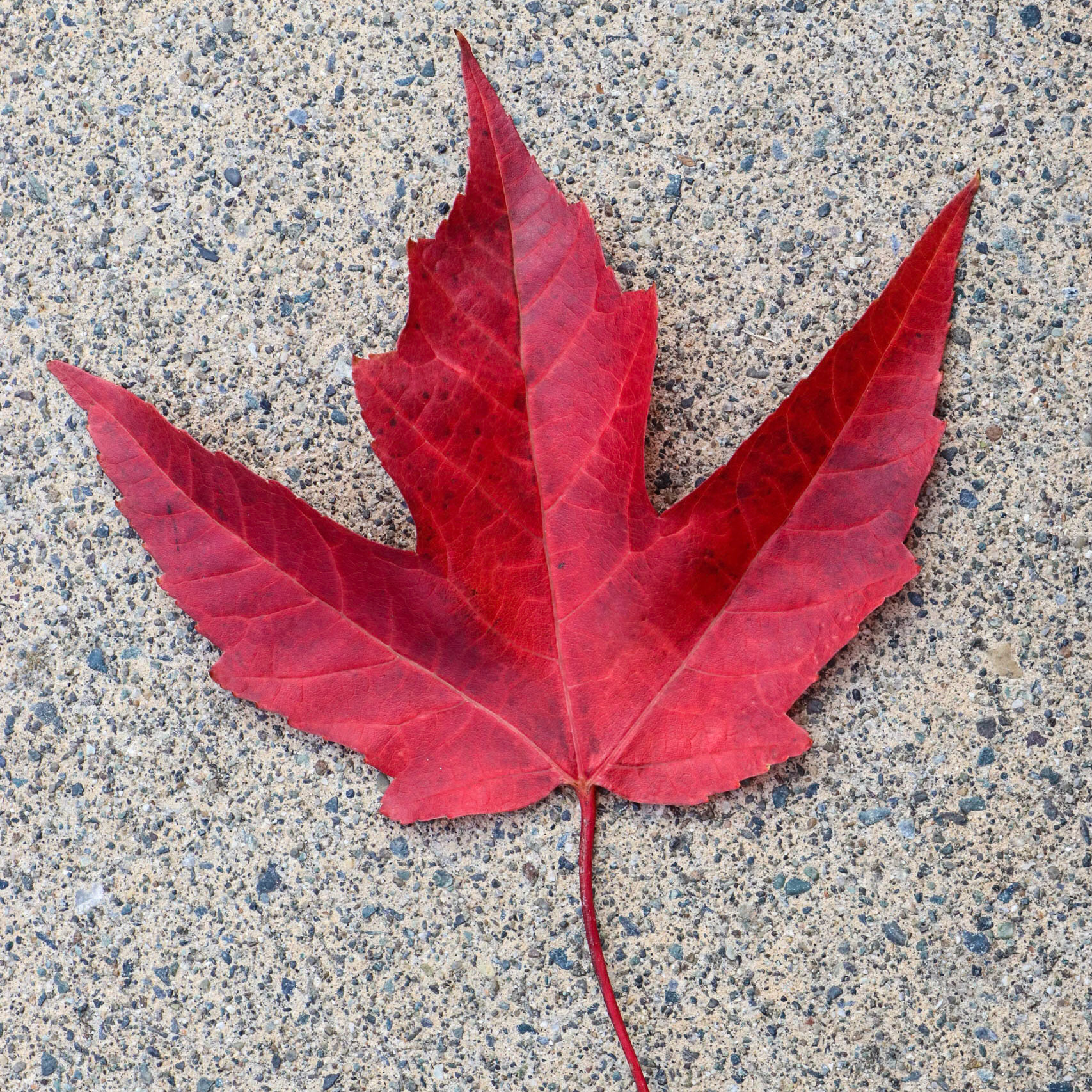 Maple leaves on the pavement.