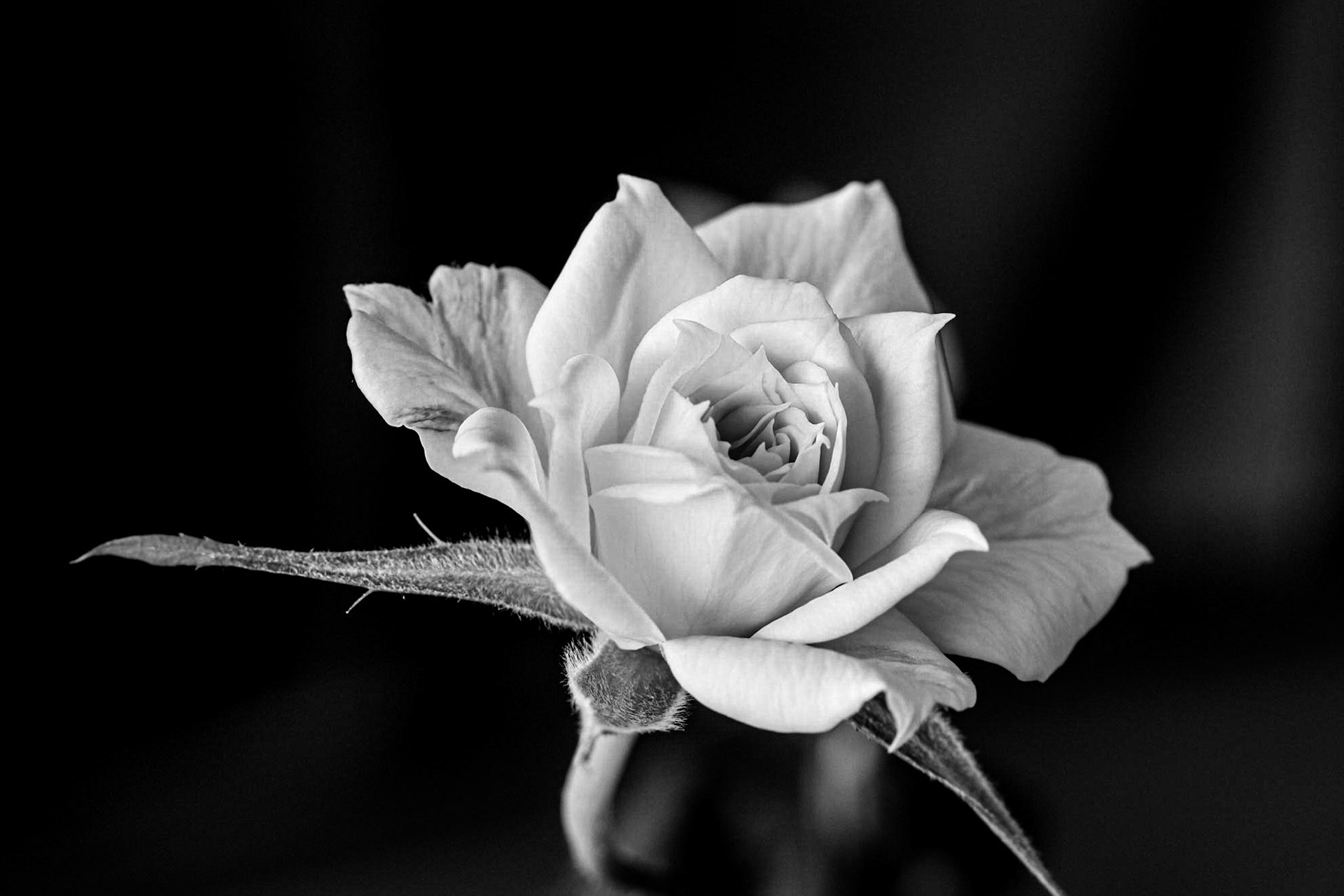 Yellow Rose Minus Colour