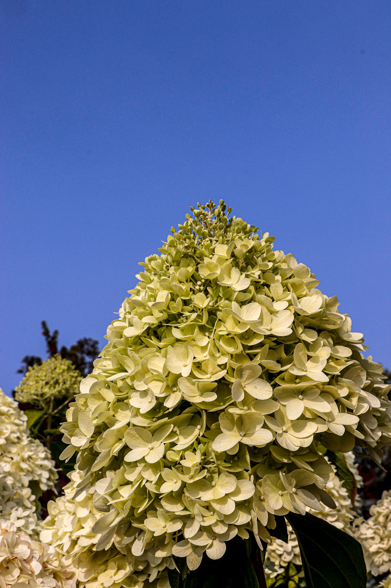 Hydrangia in the Park.