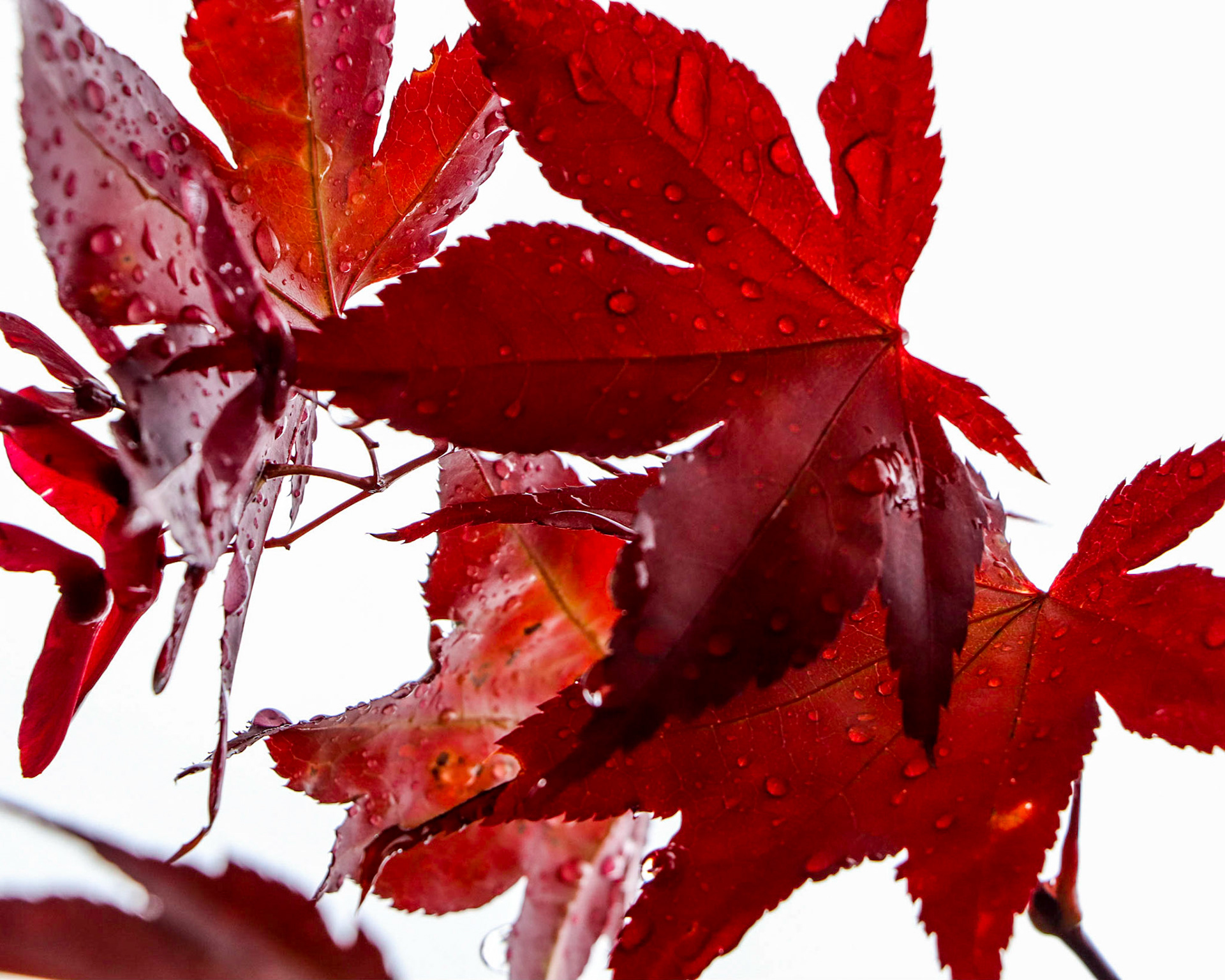 Maple leaves in the rain.