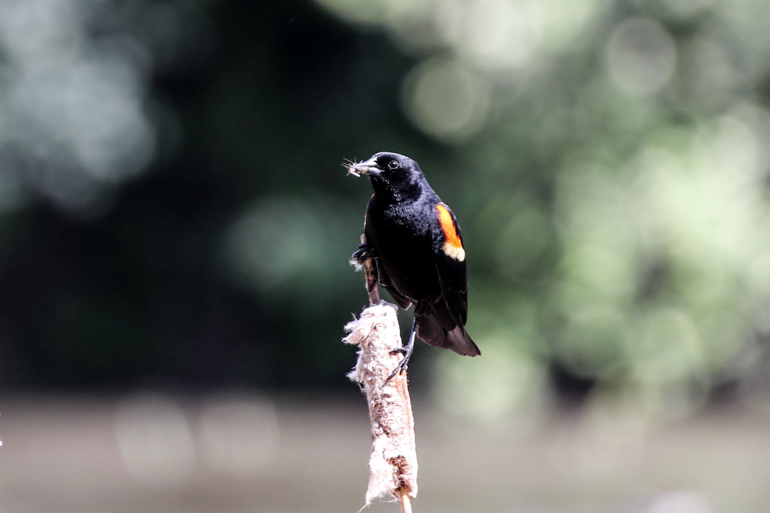 Redwing blackbird with food for the young.