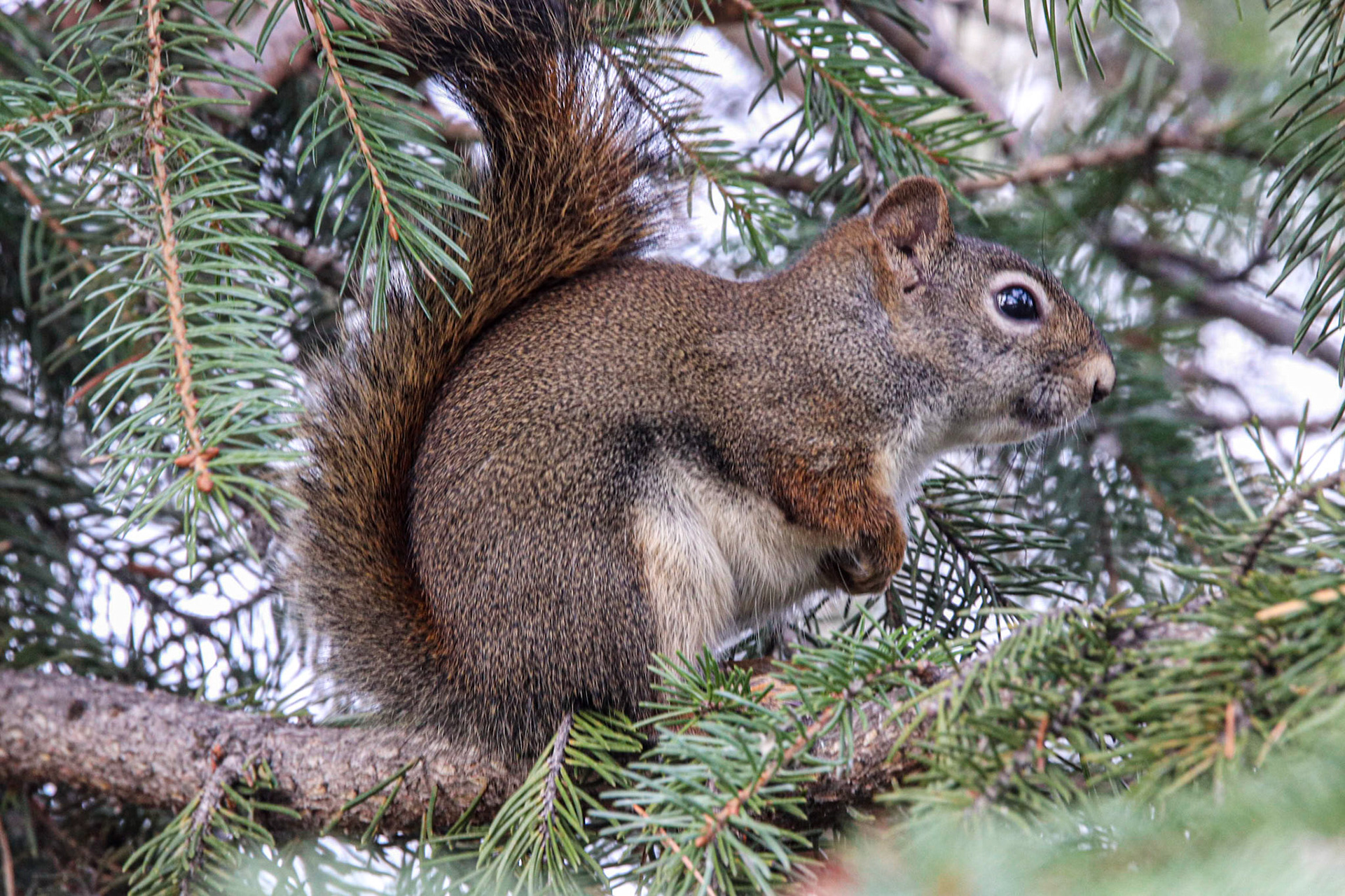 I think I'll be safe up here.