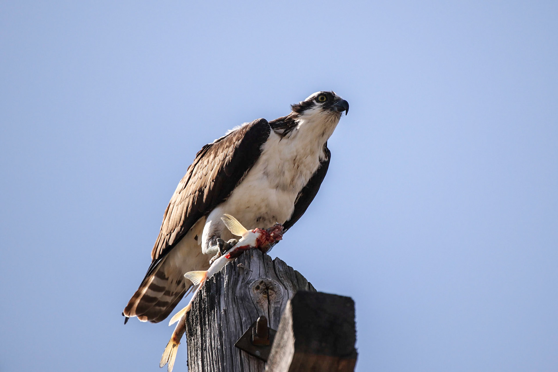 Osprey checking the area.