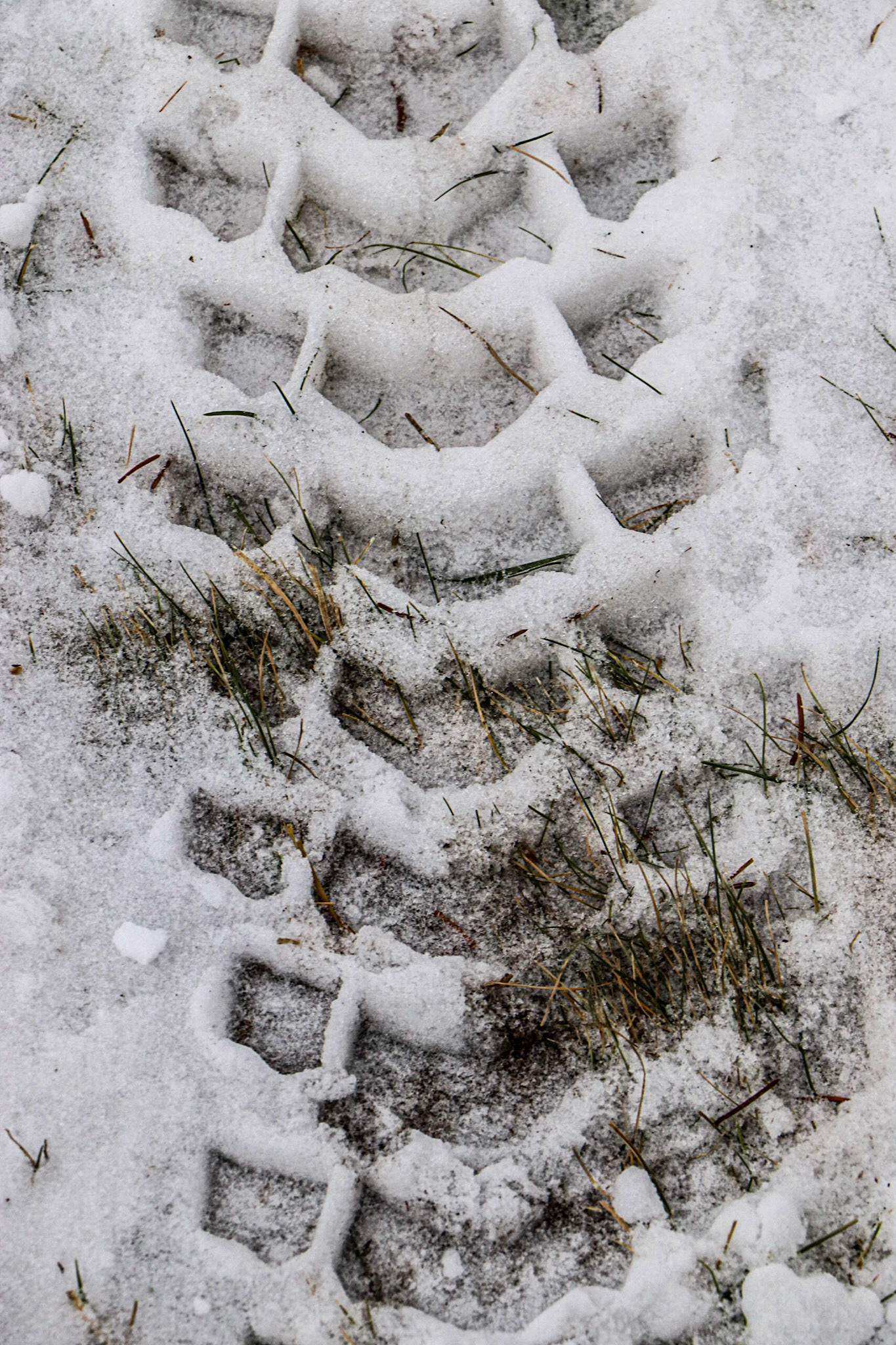 Tracks in the snow.5
