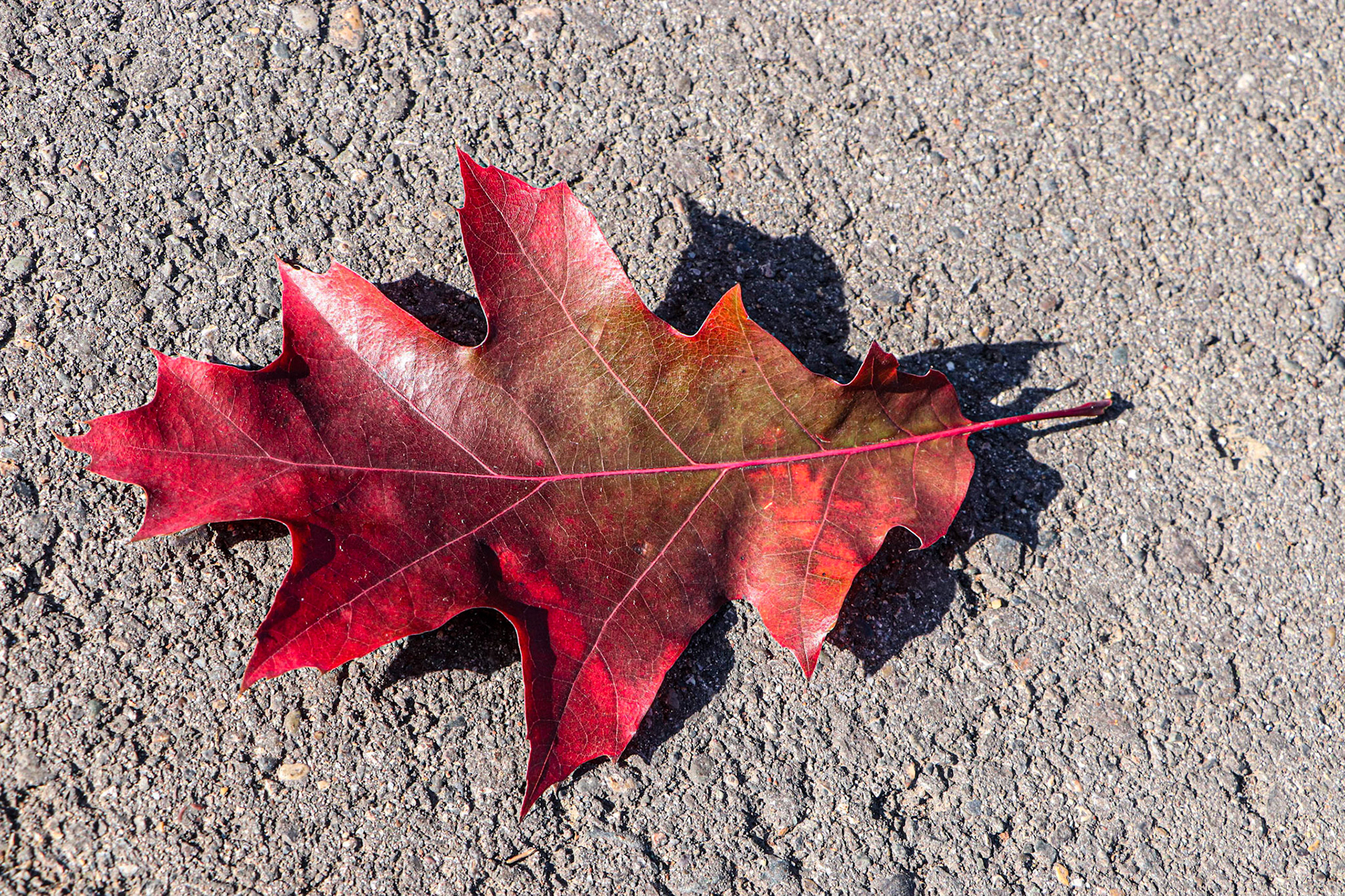 A leaf on the pavement