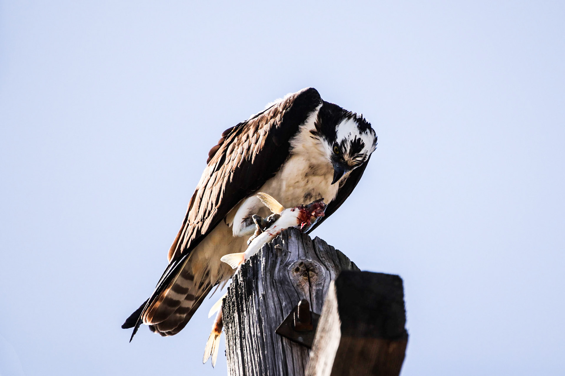 An Osprey with catch.