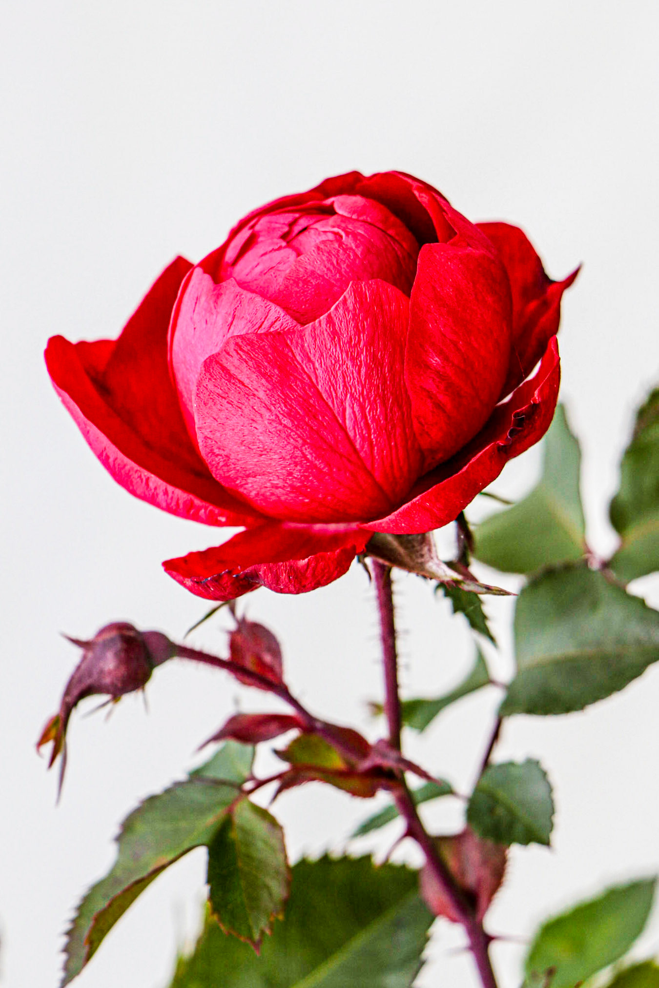 Another Rose at RiverBend