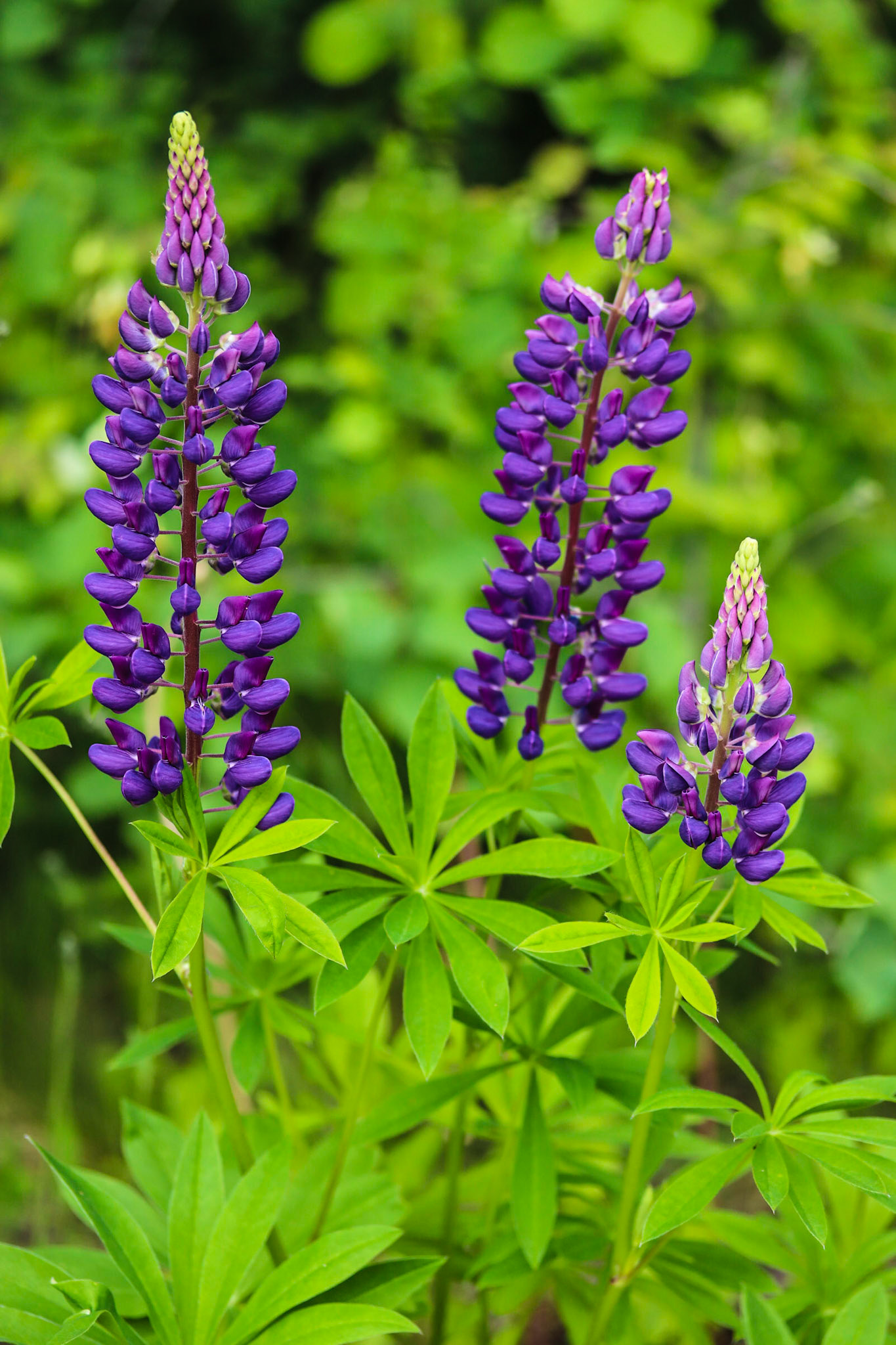 Blue Lupins