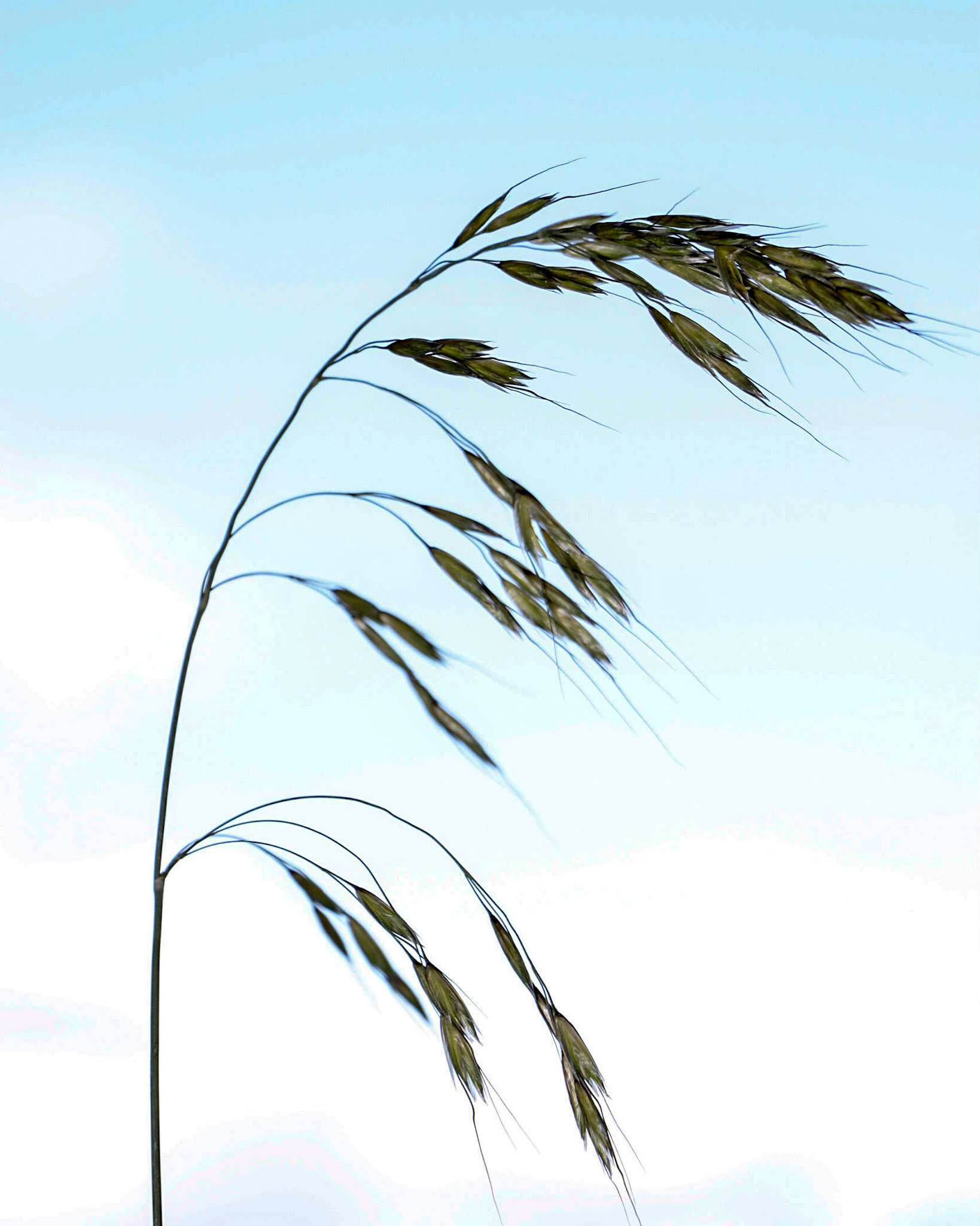 Grass Seed Stalk