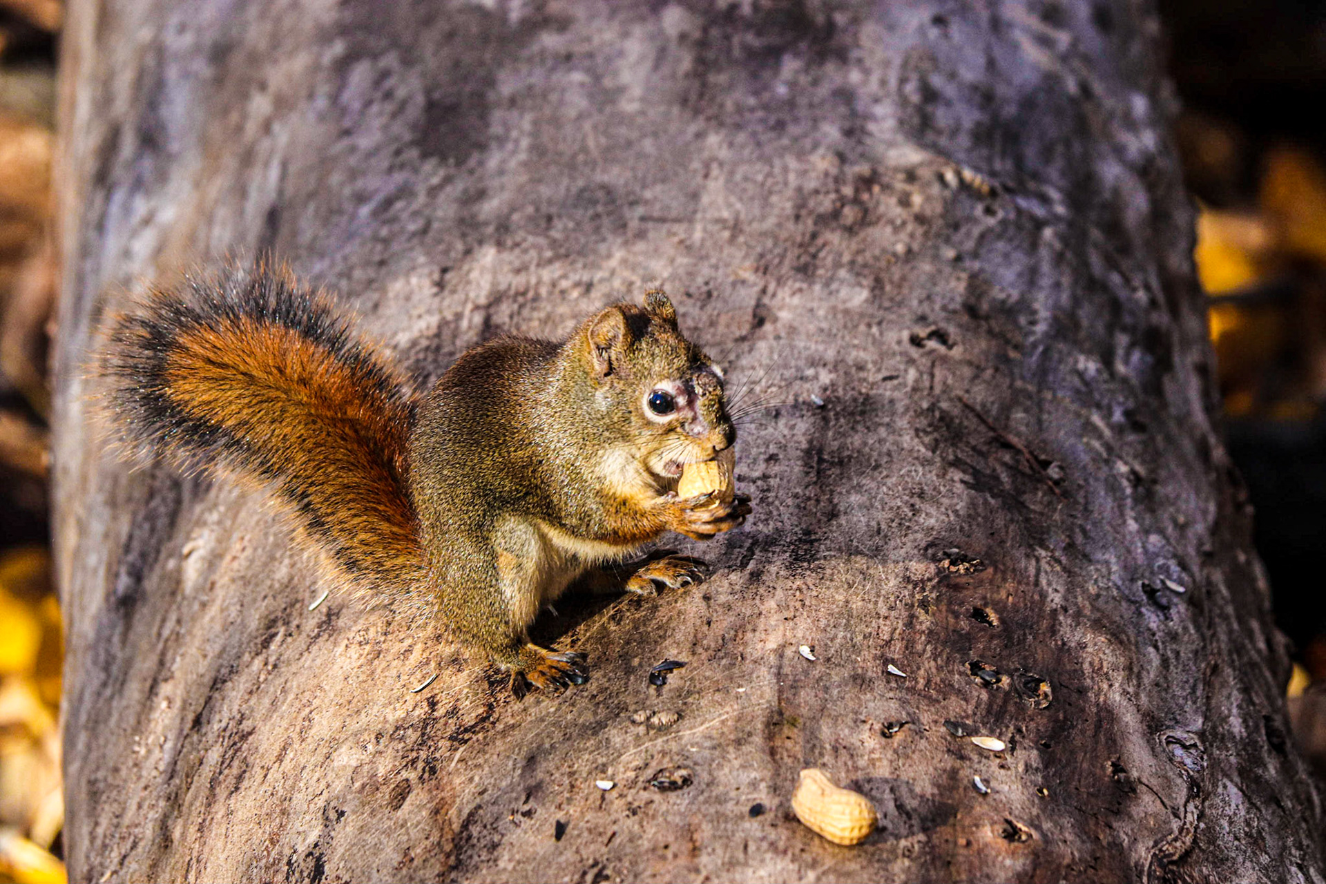 I'm just a little guy.