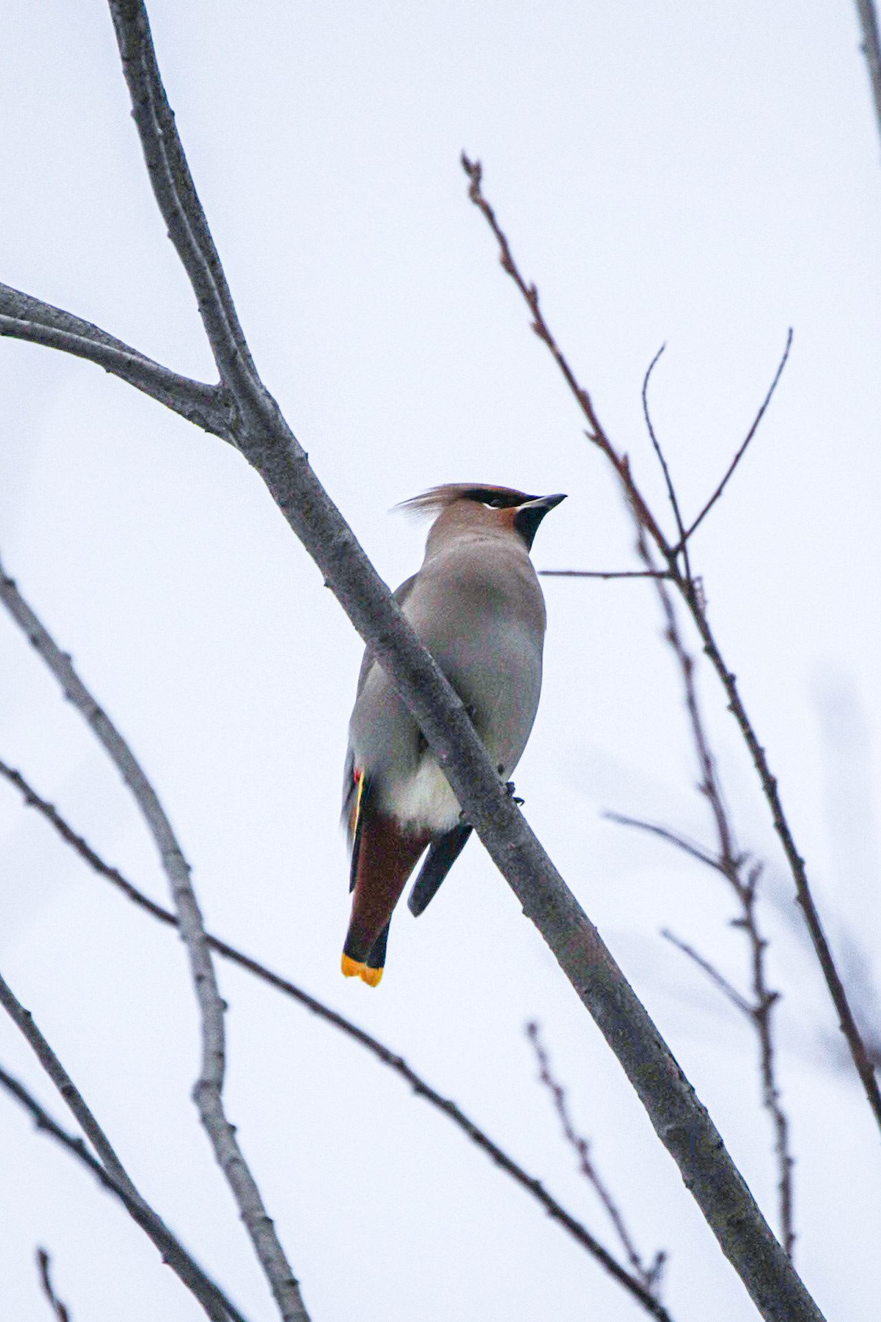 Bohemian Waxwing - On Watch