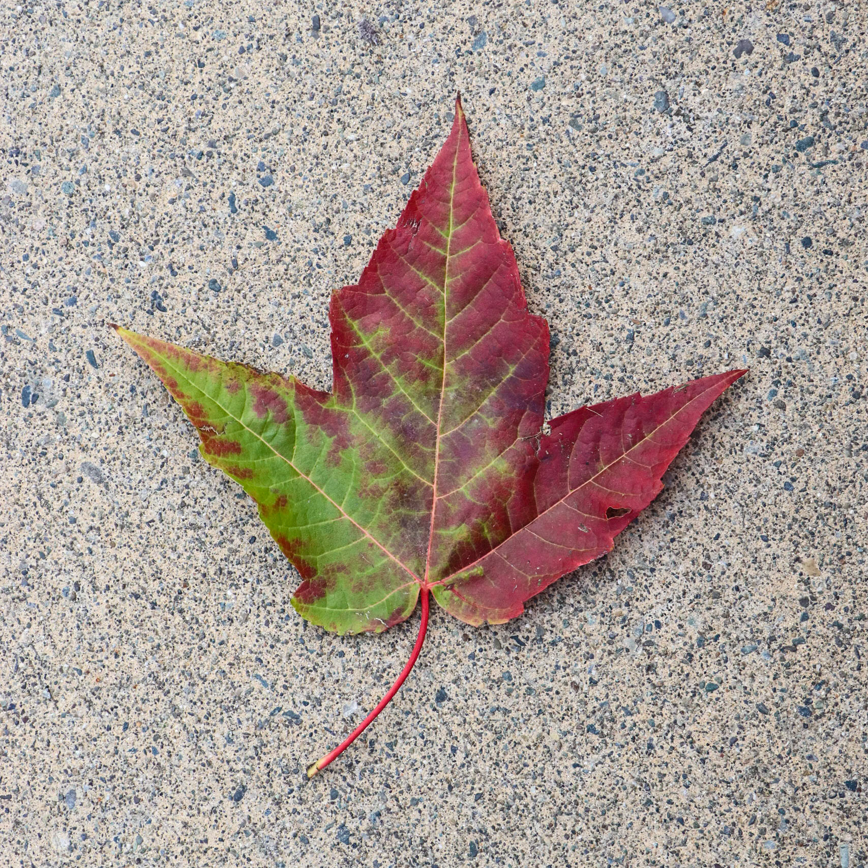 Maple leaves on the pavement.