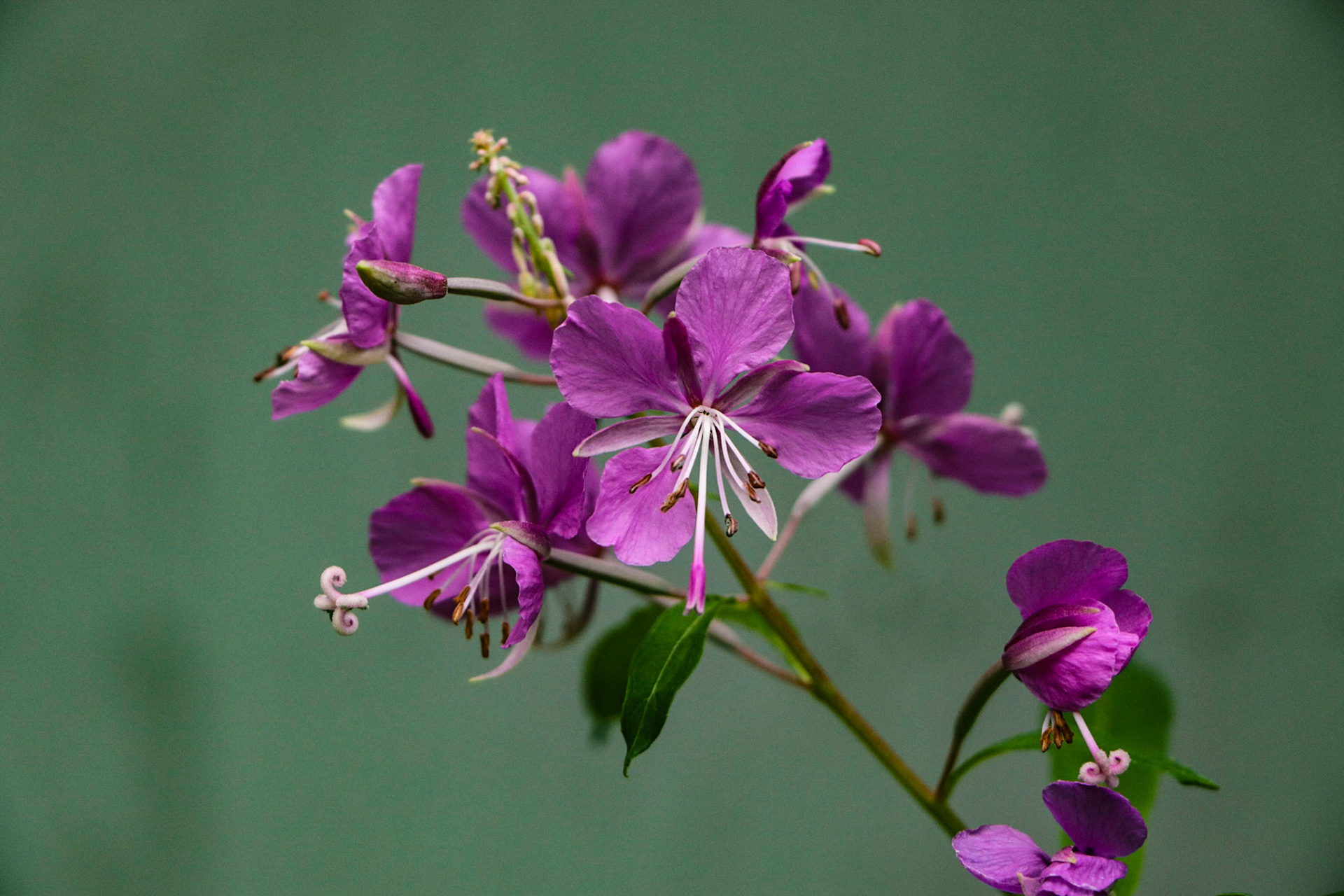 Fireweed