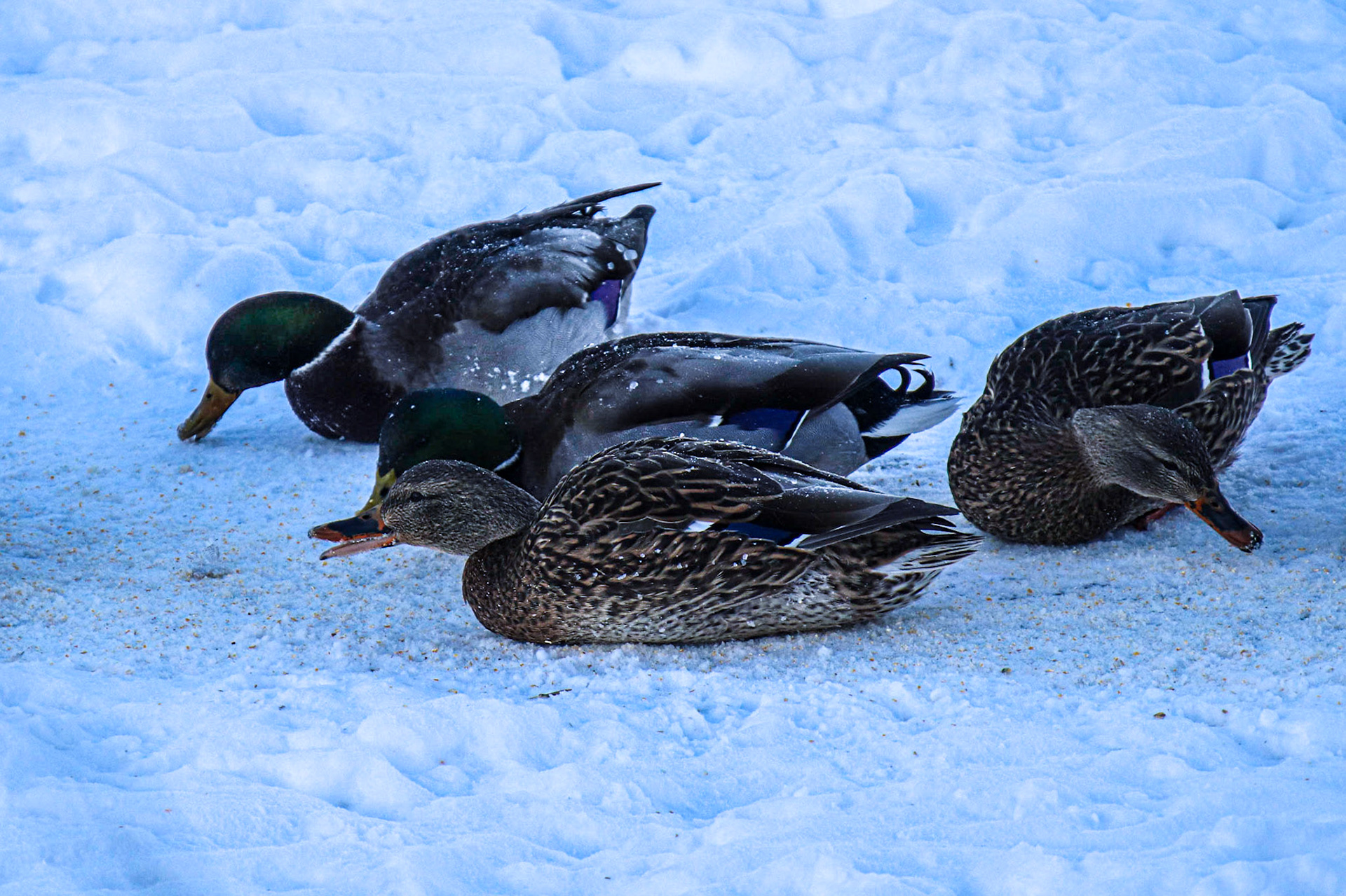 Feeding on a very cold day.