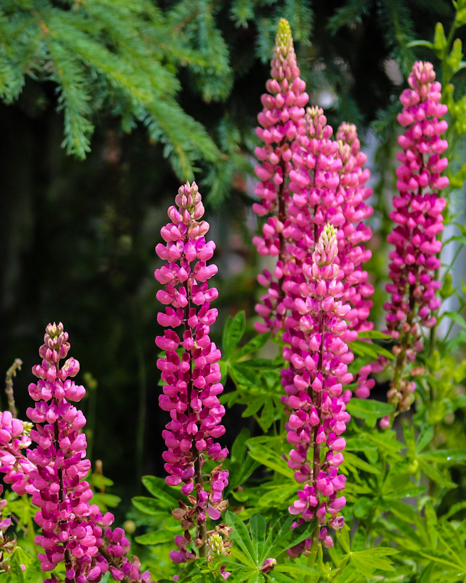 Pink Lupins