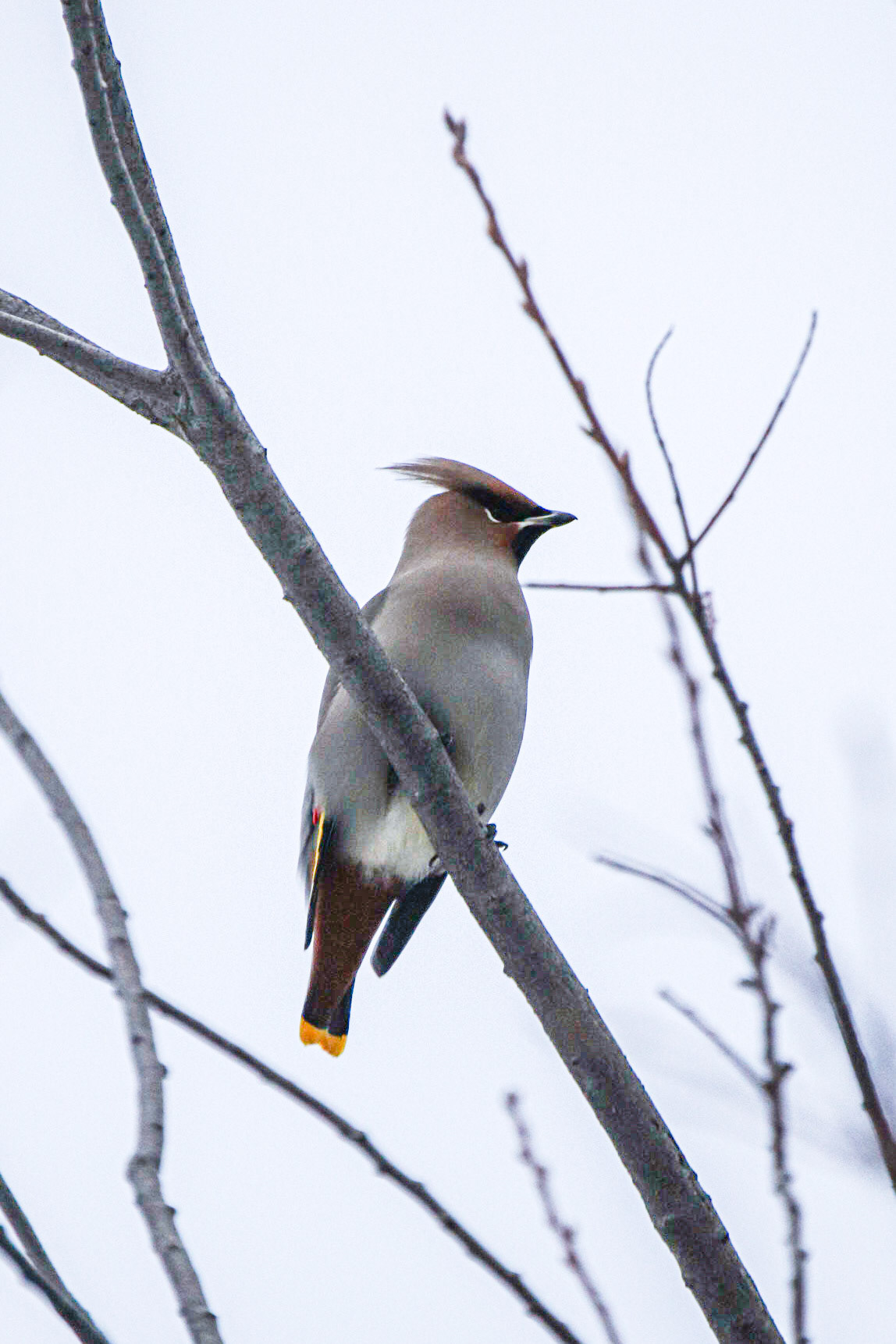 Bohemian Waxwing - Relaxing