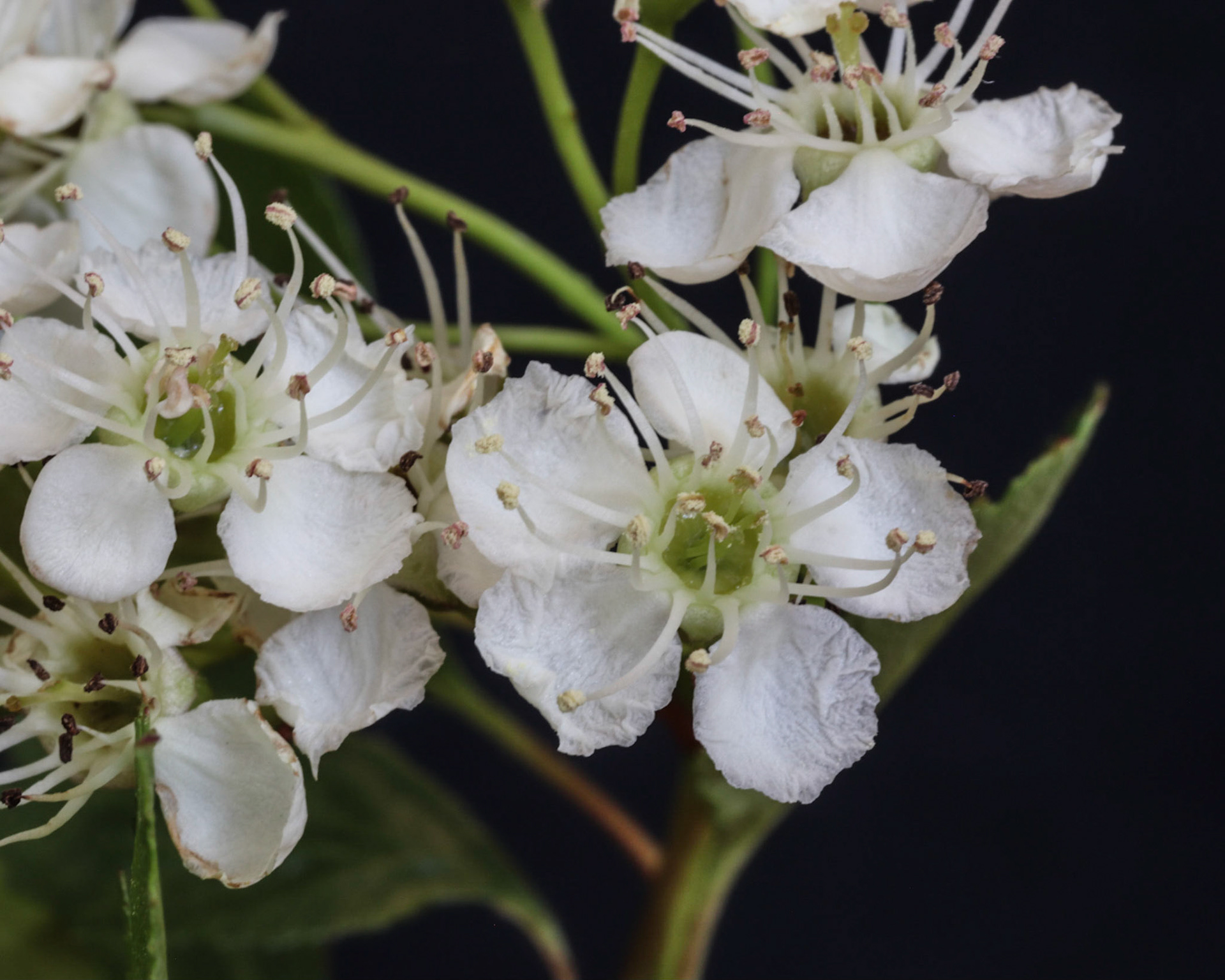 Hathorne bloosm close-up