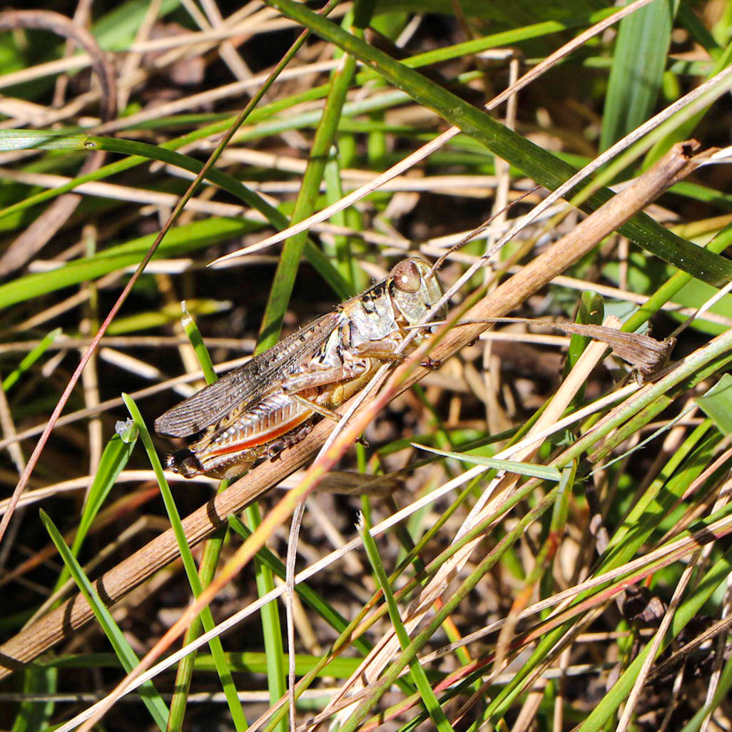 Grasshoipper in the grass.