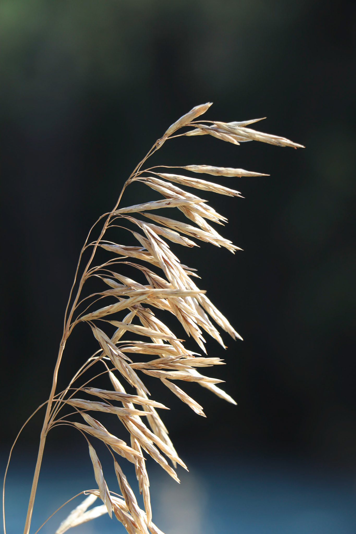 The grass seed is ready.