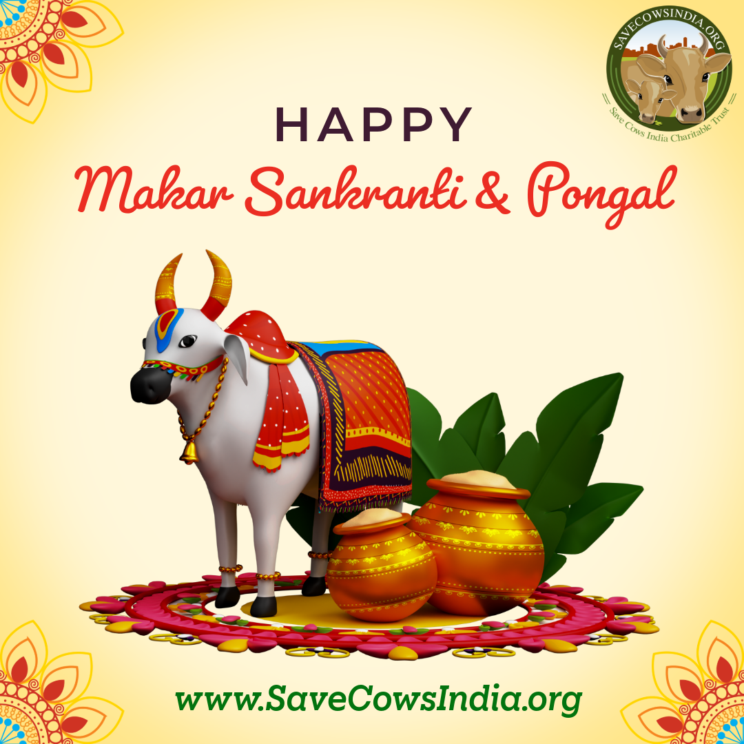 Makar Sankranti & Pongal