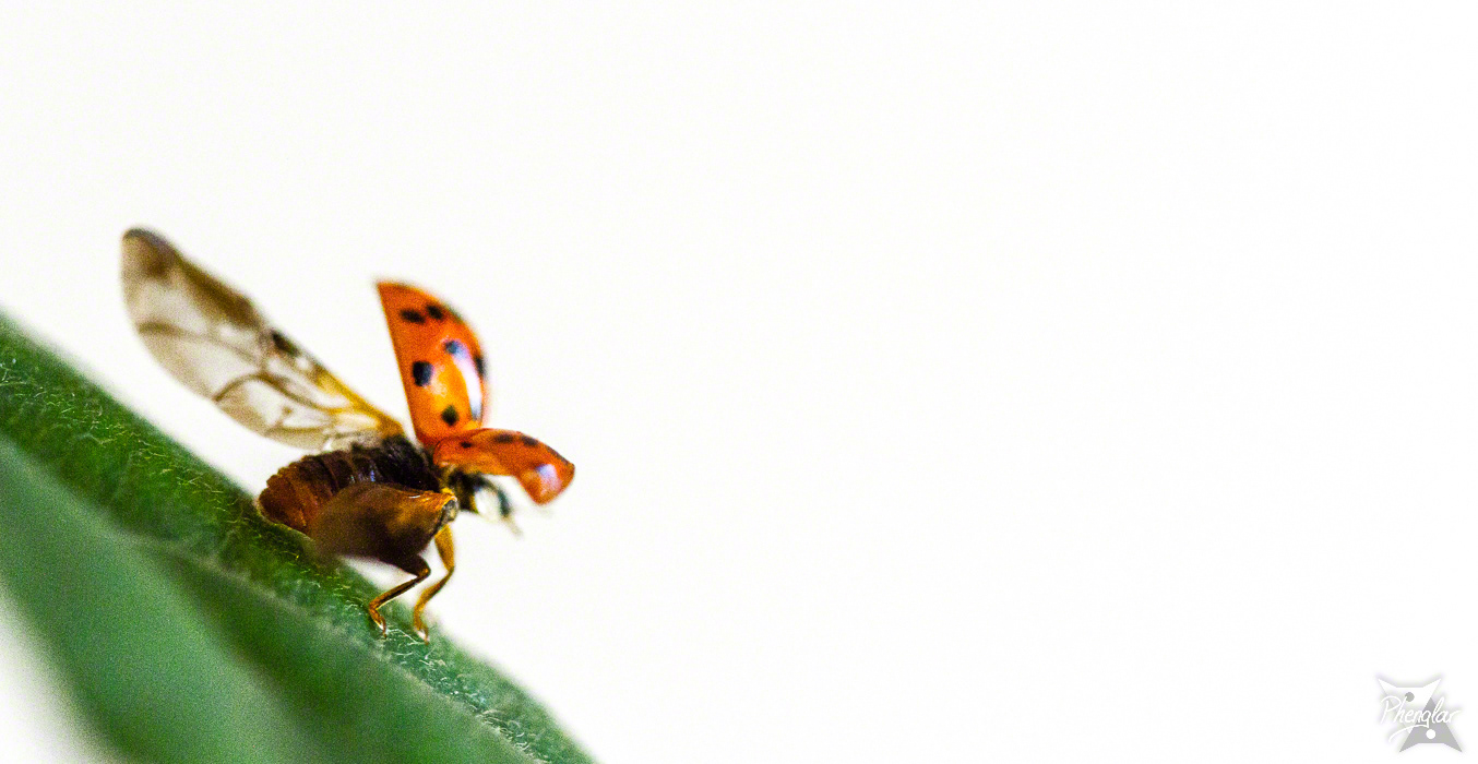 The ladybug takes flight