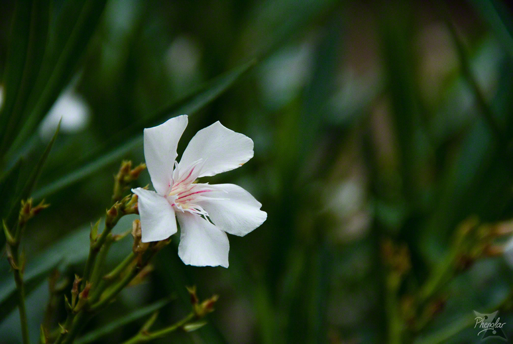 Photograph of an oleander