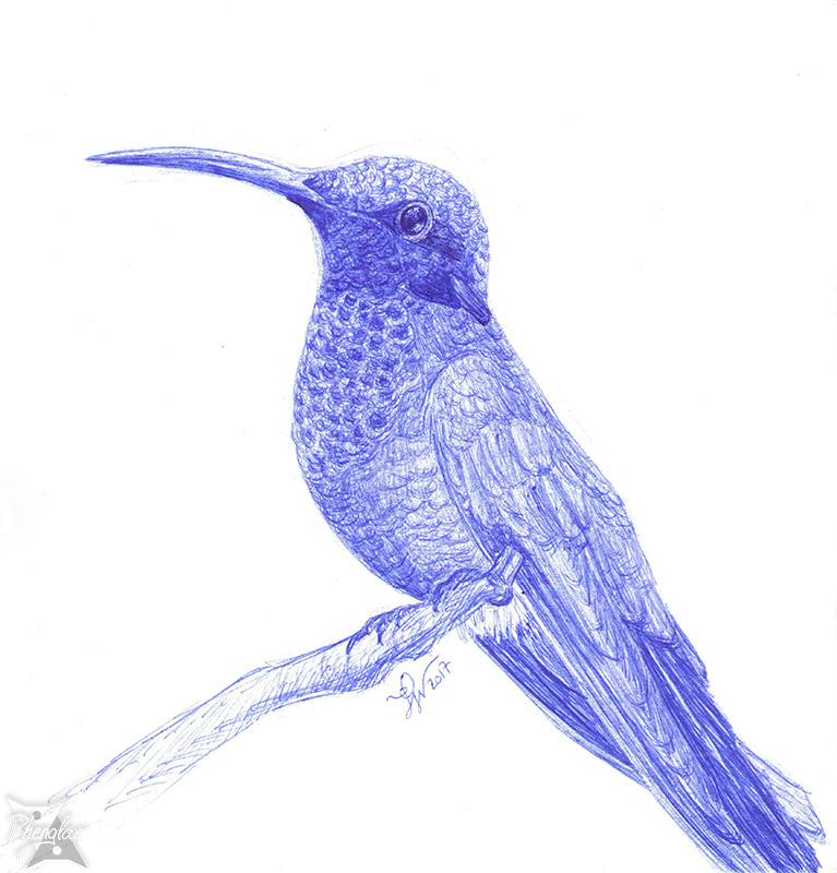 Hummingbird