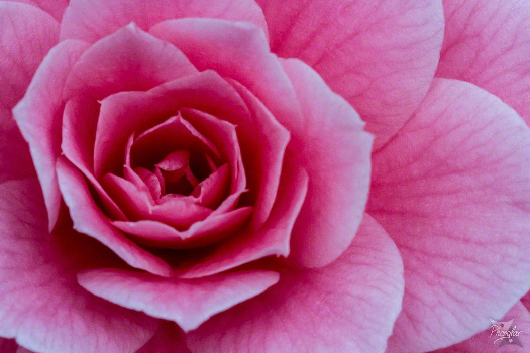 Photograph of a rose